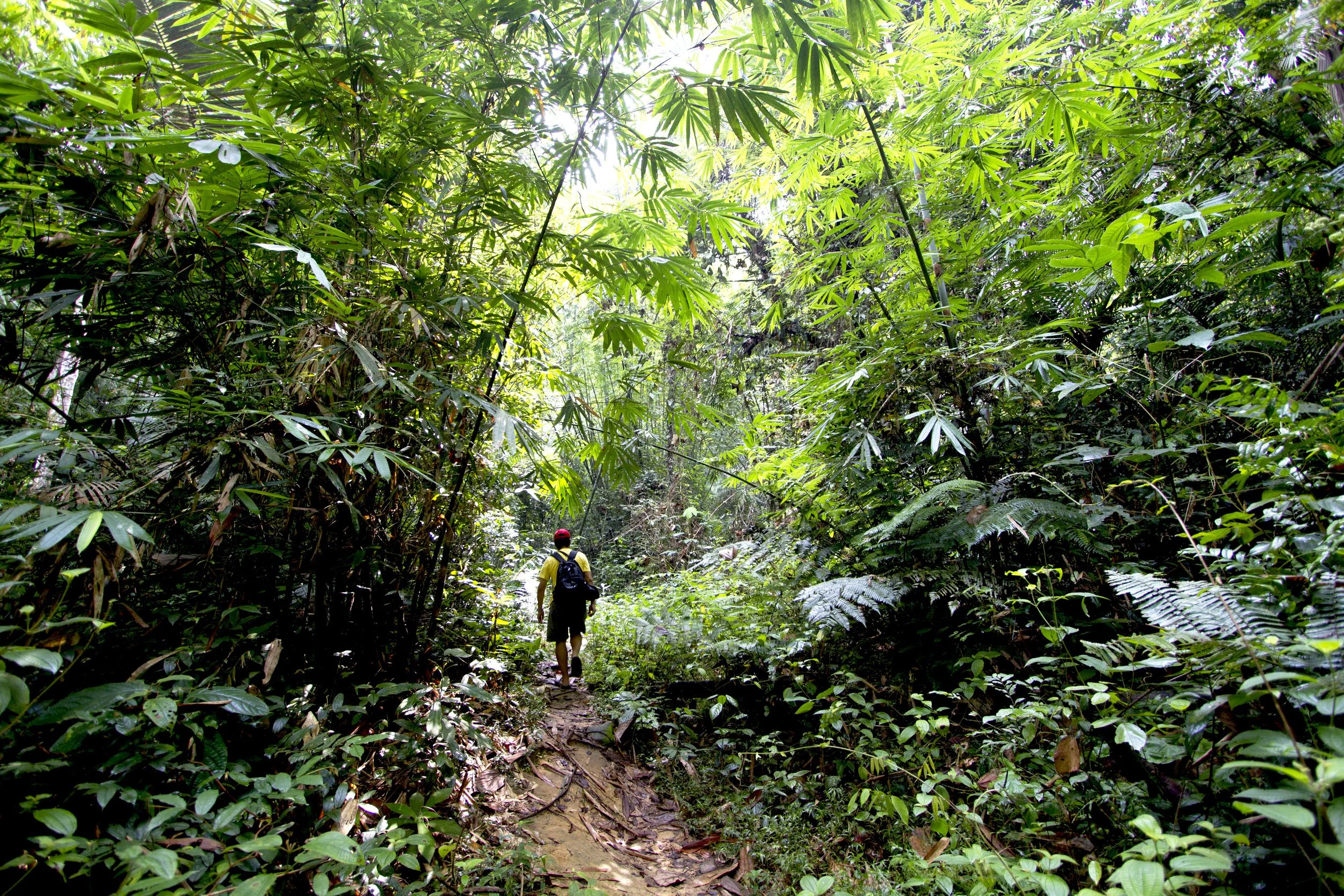A hiker with a backpack walks away along a narrow dirt path surrounded by dense tropical forest vegetation and tall bamboo stalks.