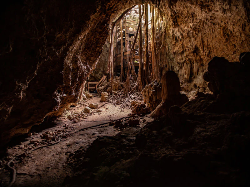 Interior view looking toward the sunlit entrance of a limestone cave, with tangled tree roots hanging from the opening above.