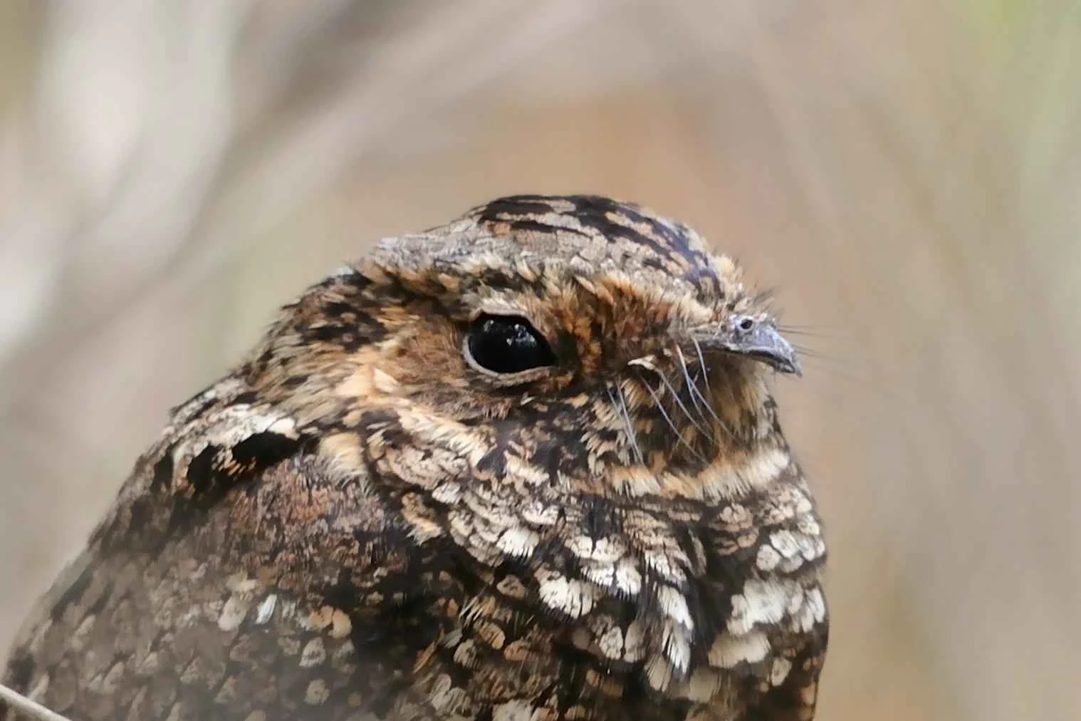 A close up profile of a Puerto Rican nightjar, showing its mottled brown and gray camouflage plumage and large dark eye.