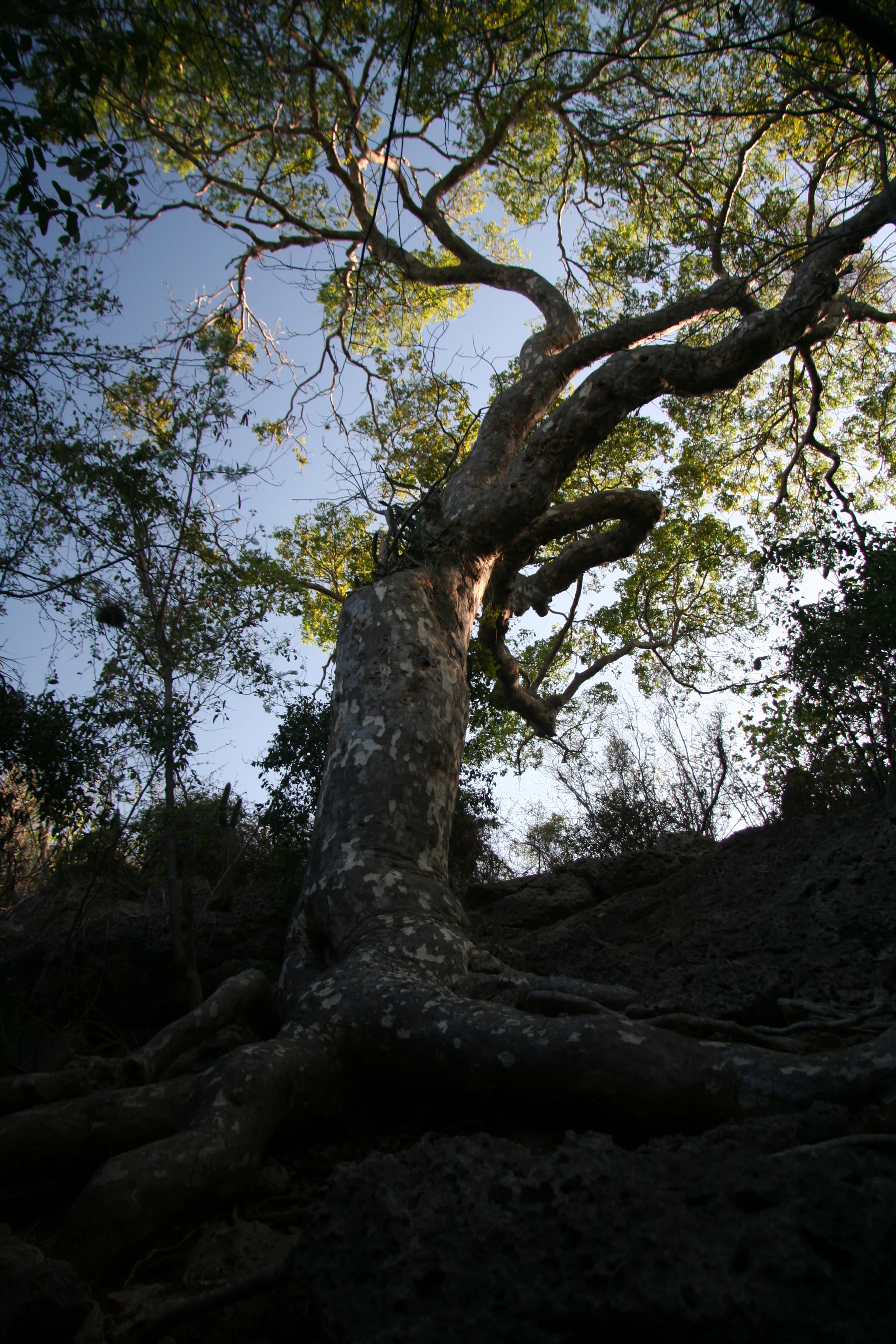 A low angle view of a large, mature Guayacan tree with gnarled branches and exposed roots, set within a dry forest environment.