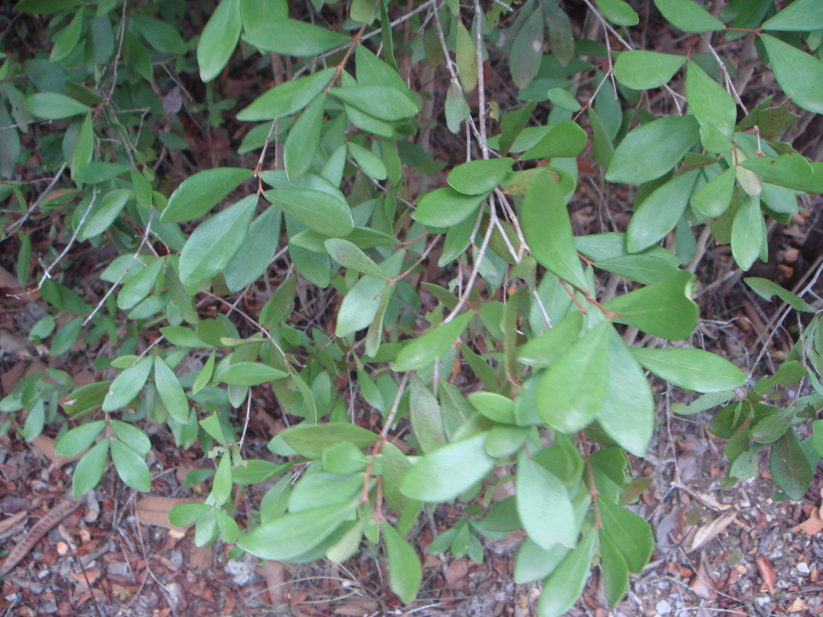 Close-up view of the green, waxy, opposite-arranged leaves of a Spanish stopper shrub, Eugenia foetida, against a background of dry forest floor.
