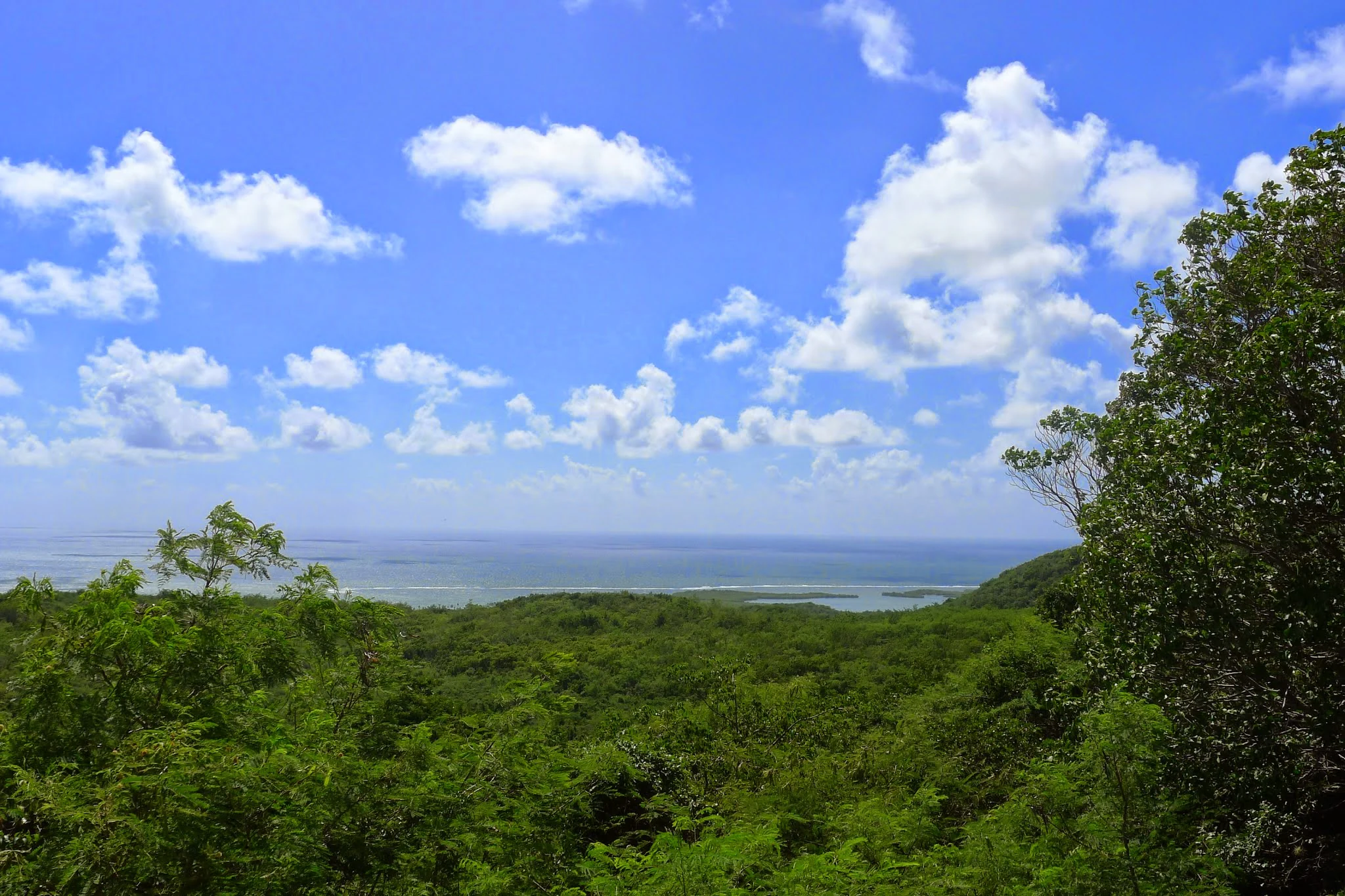 A wide, elevated view of lush green subtropical dry forest stretching toward the coastline under a bright blue sky with white clouds.