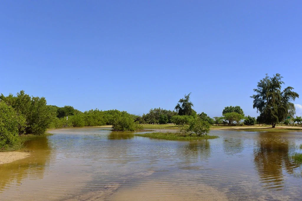 A wide outdoor shot of a calm body of water surrounded by low-lying coastal vegetation and trees under a clear blue sky.