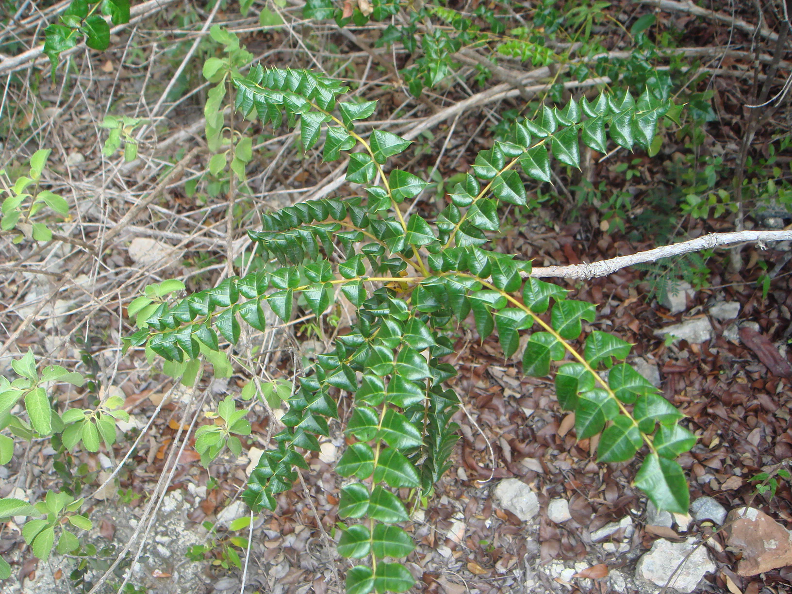 A top-down view of a small plant with shiny, dark green, serrated leaves arranged in compound pinnate patterns, growing among dry leaf litter and rocky soil in a forest.