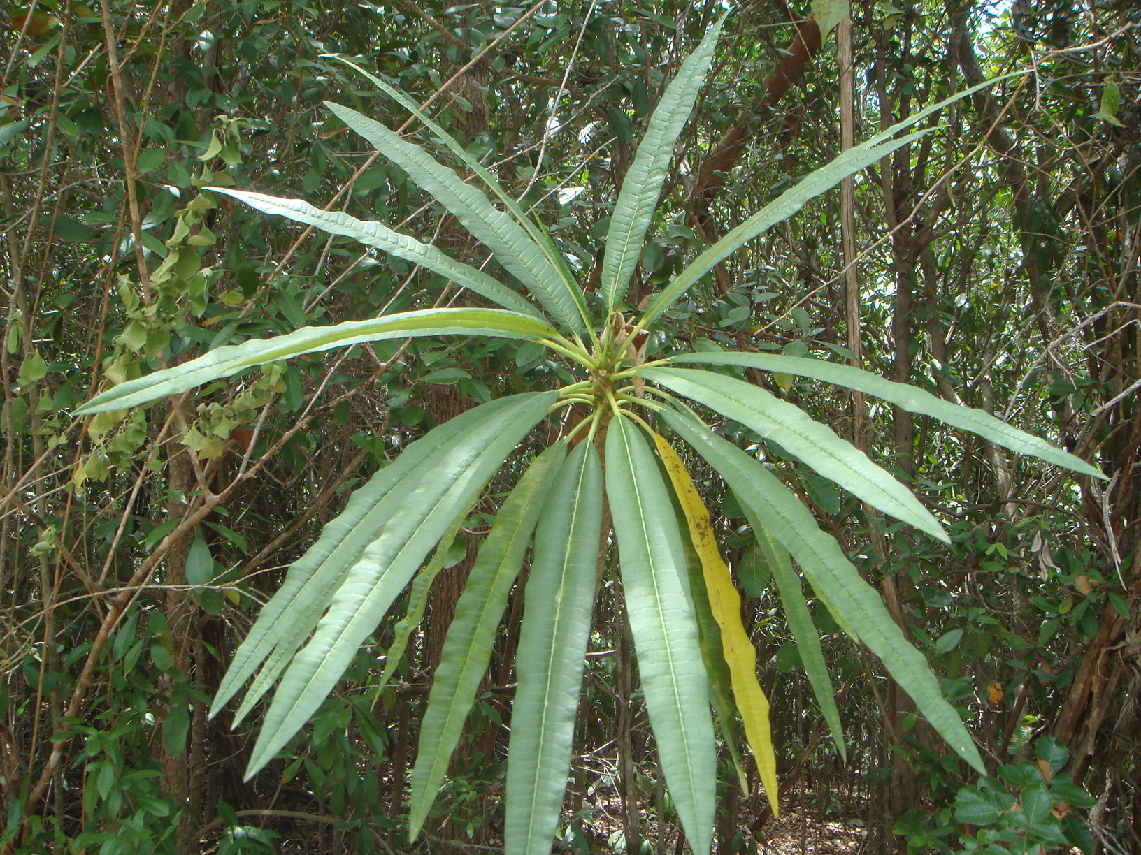Close-up view of a flowering milktree plant, showing its long, narrow, green leaves arranged in a circular pattern against a dense forest background.