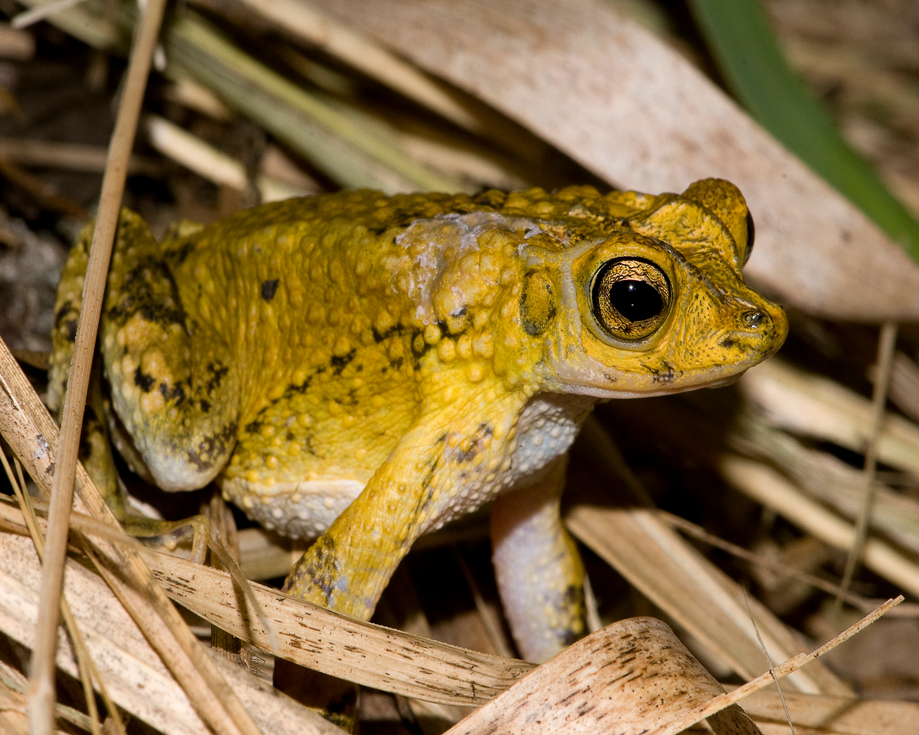 A close-up view of a Puerto Rican crested toad with golden-yellow, warty skin and large dark eyes, sitting among dry grasses and leaf litter.