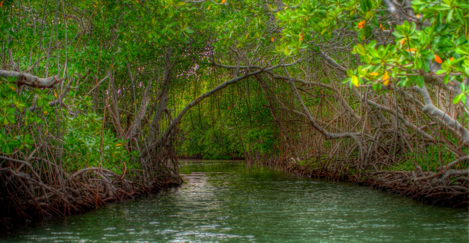 A view looking into a calm, narrow water channel surrounded by thick, arching mangrove trees with tangled prop roots visible at the waterline.