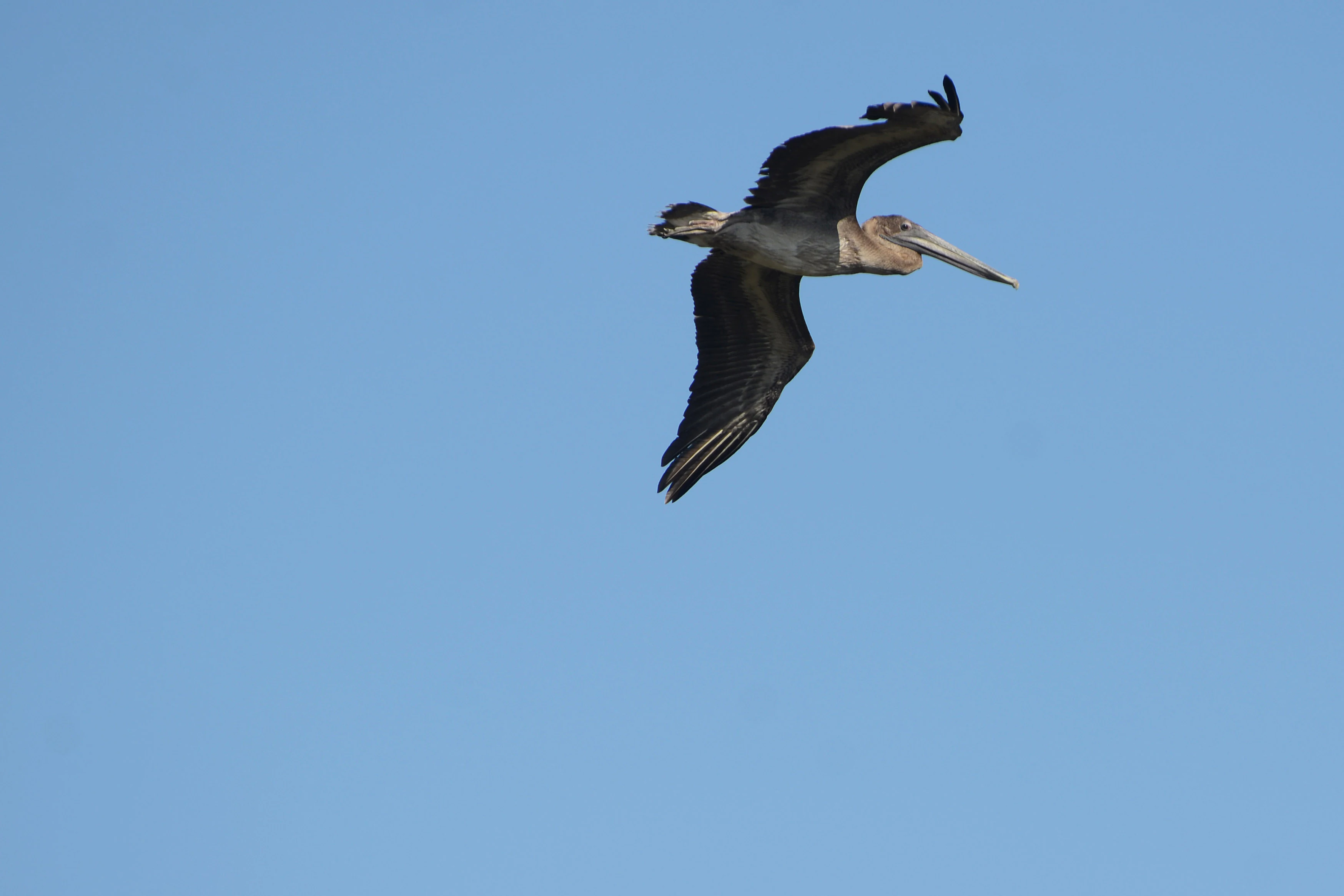 A brown pelican flying against a clear blue sky.