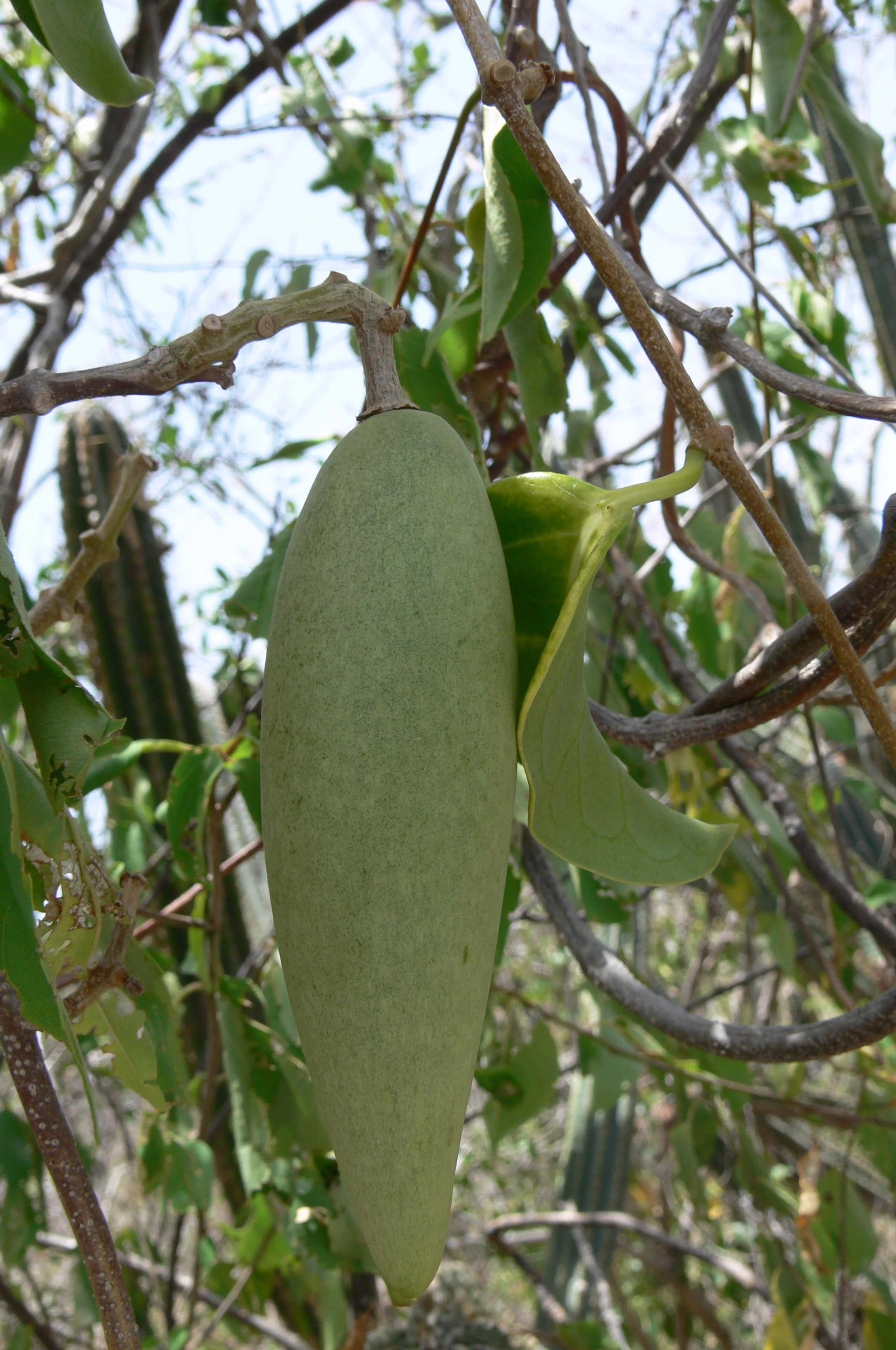 A close-up view of a green, elongated seed pod of the plant Ruehssia woodburyana hanging from a branch in a dry, desert-like habitat with cactus in the background.