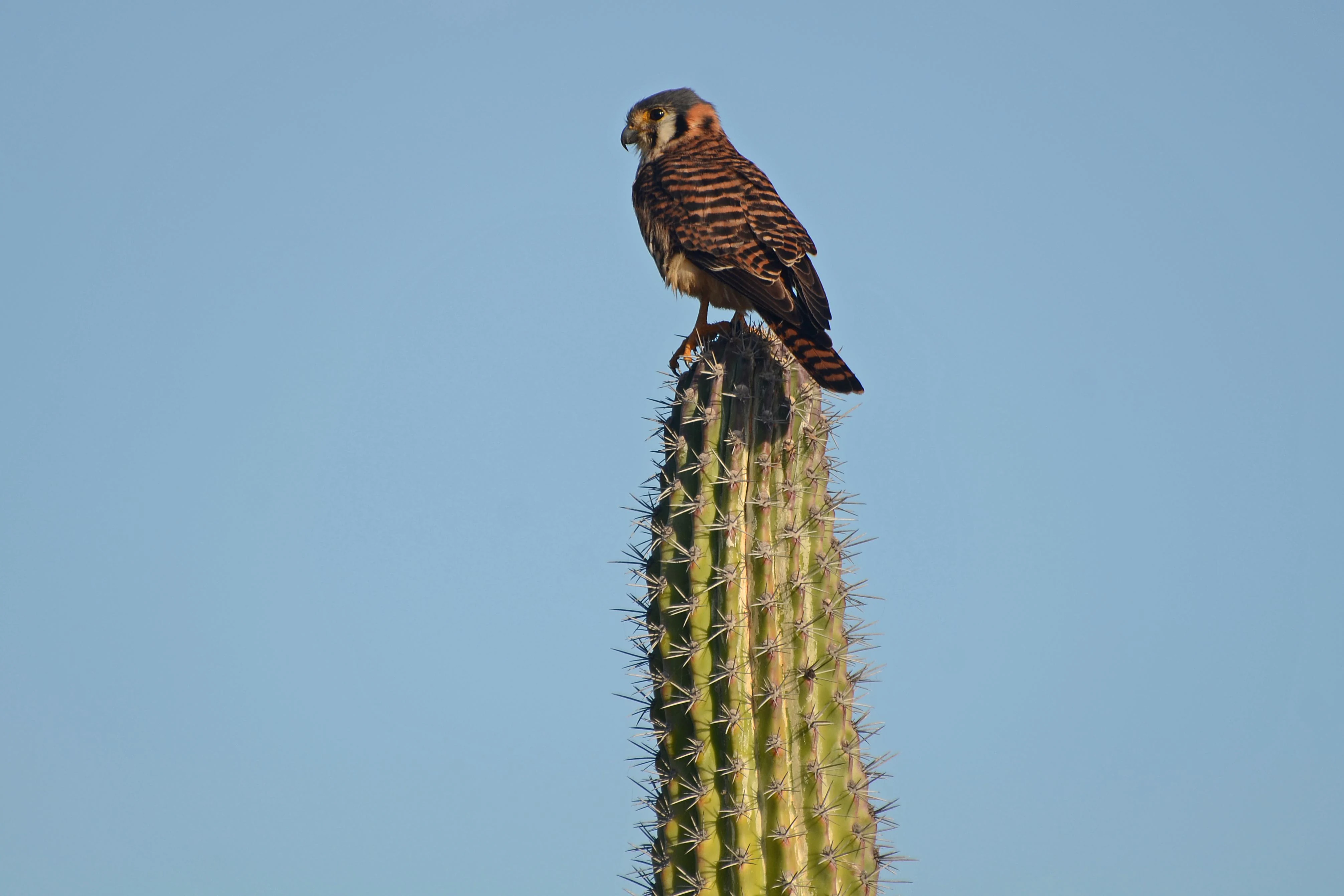 An American kestrel bird standing on the top of a tall, spiky columnar cactus against a clear blue sky.