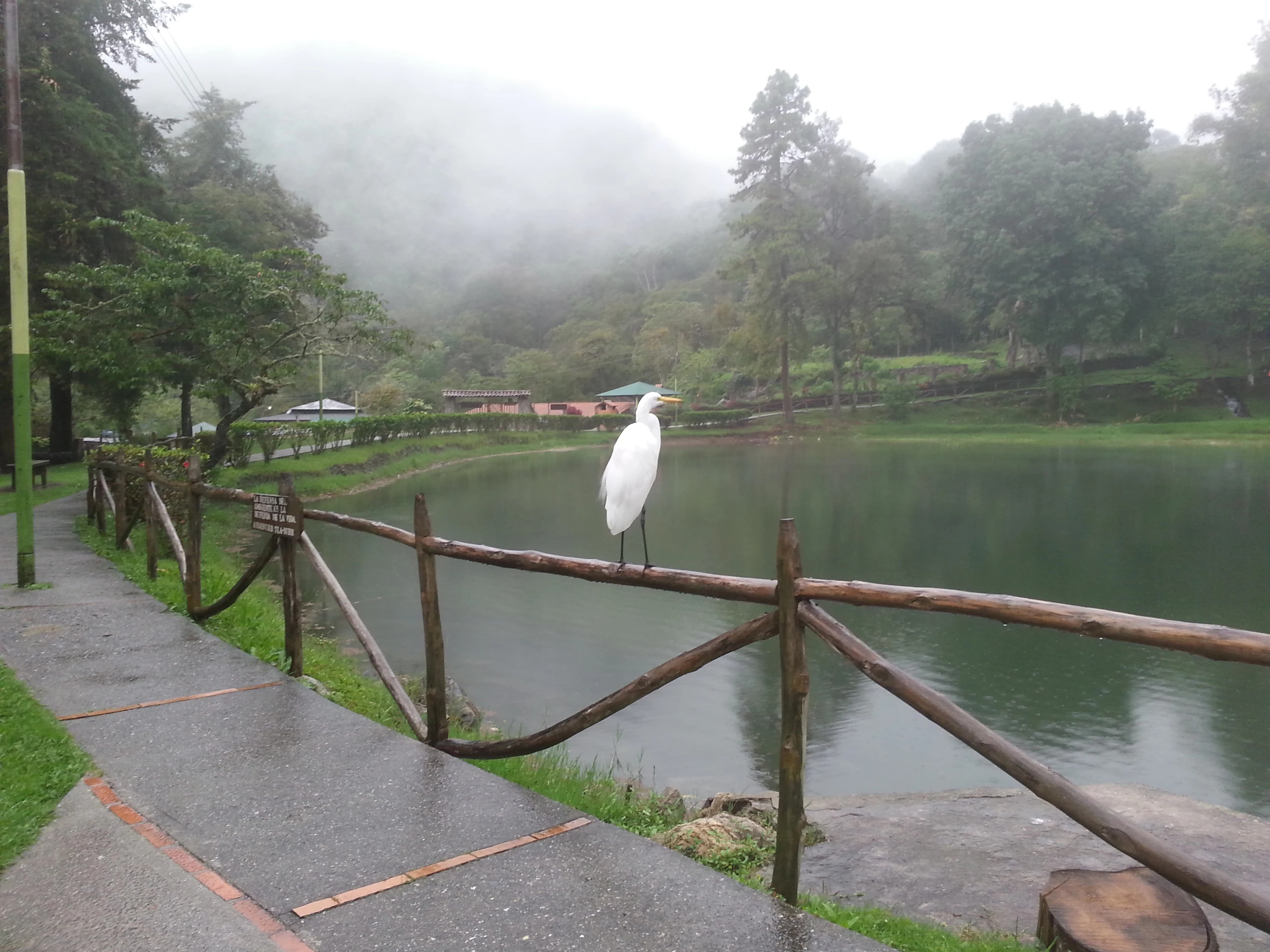 A white egret stands on a rustic wooden railing bordering a calm lake, with a misty, forested mountain background.