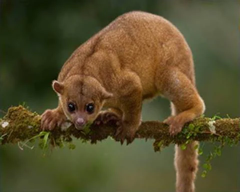 Kinkajou with brown fur clinging to a mossy branch, forest background