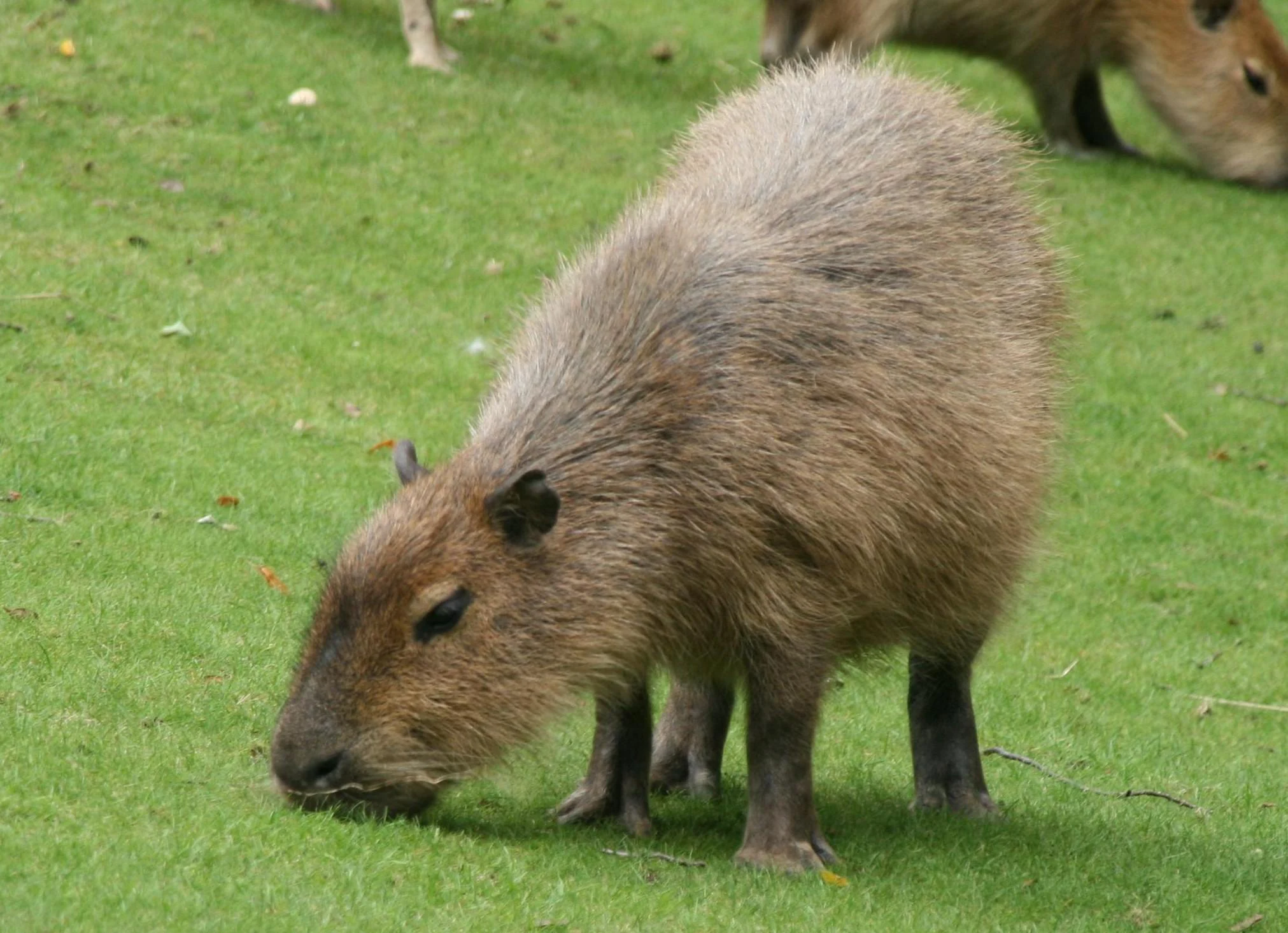 Capybara (Hydrochoerus hydrochaeris) grazing on green grass with another capybara partially visible in the background