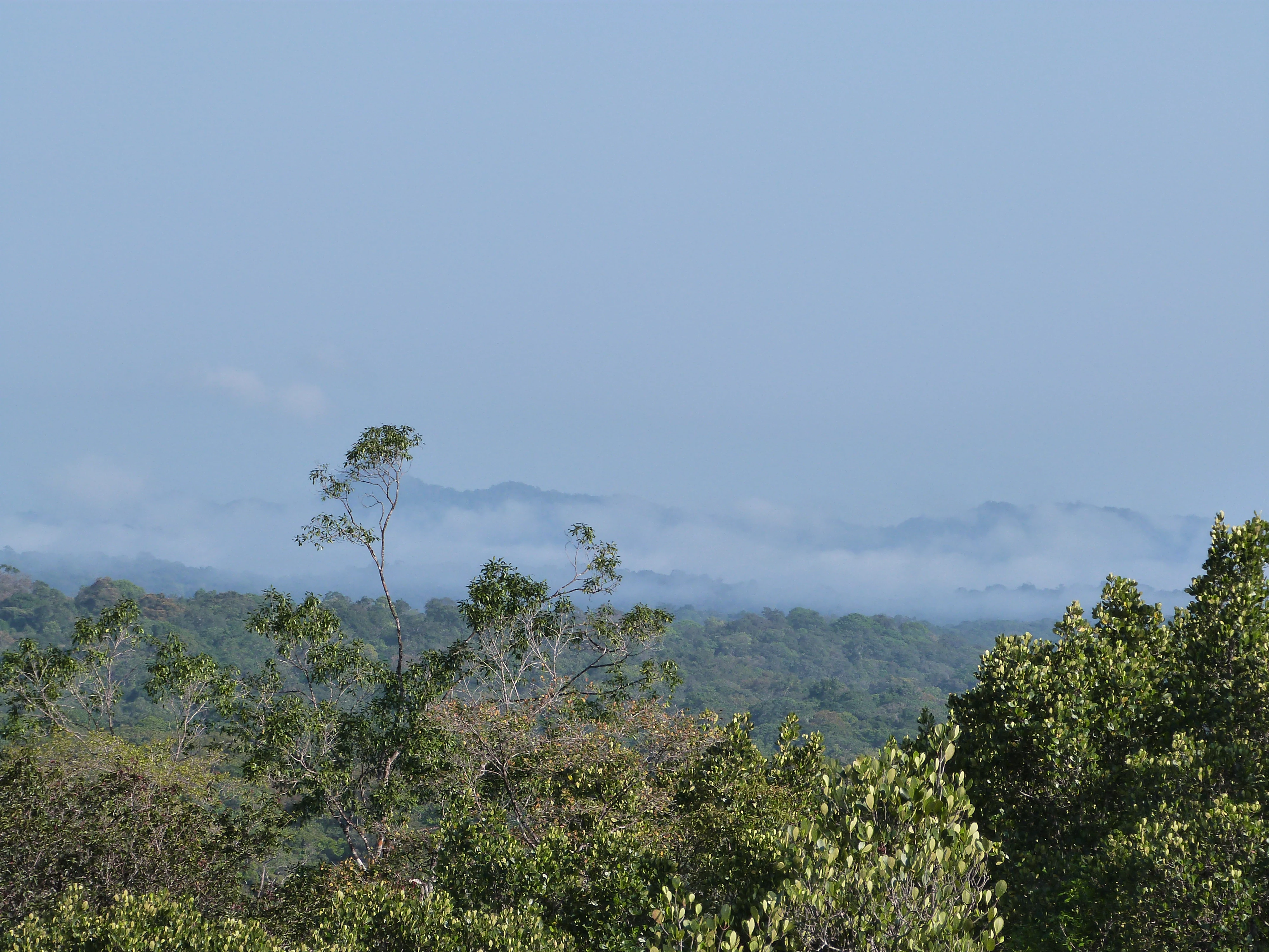 Aerial view of dense green rainforest with mist and mountain ranges under a clear sky
