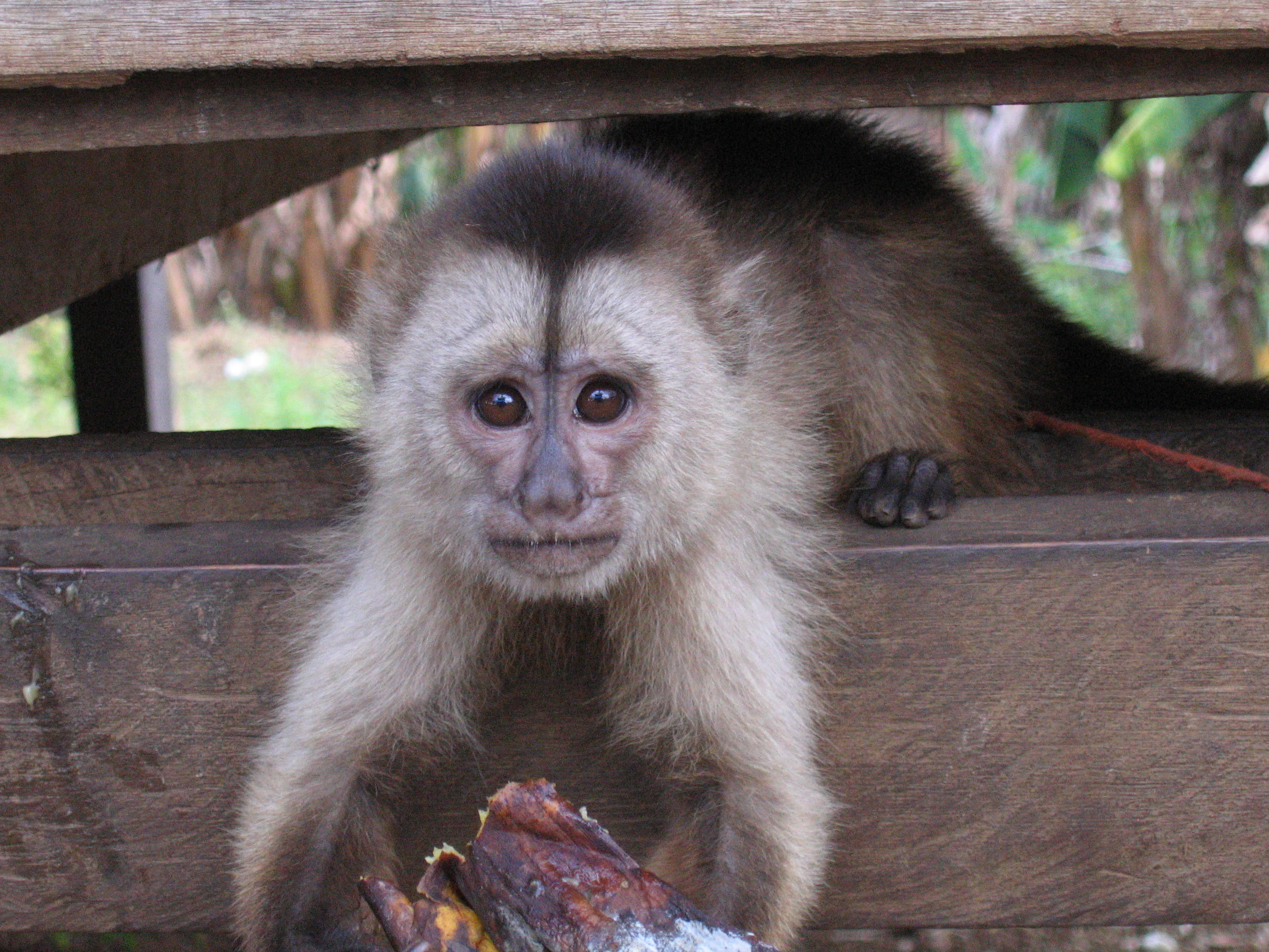 Close-up of a Wedge-capped capuchin monkey with light brown fur and dark face, gripping a wooden structure with a blurred green background