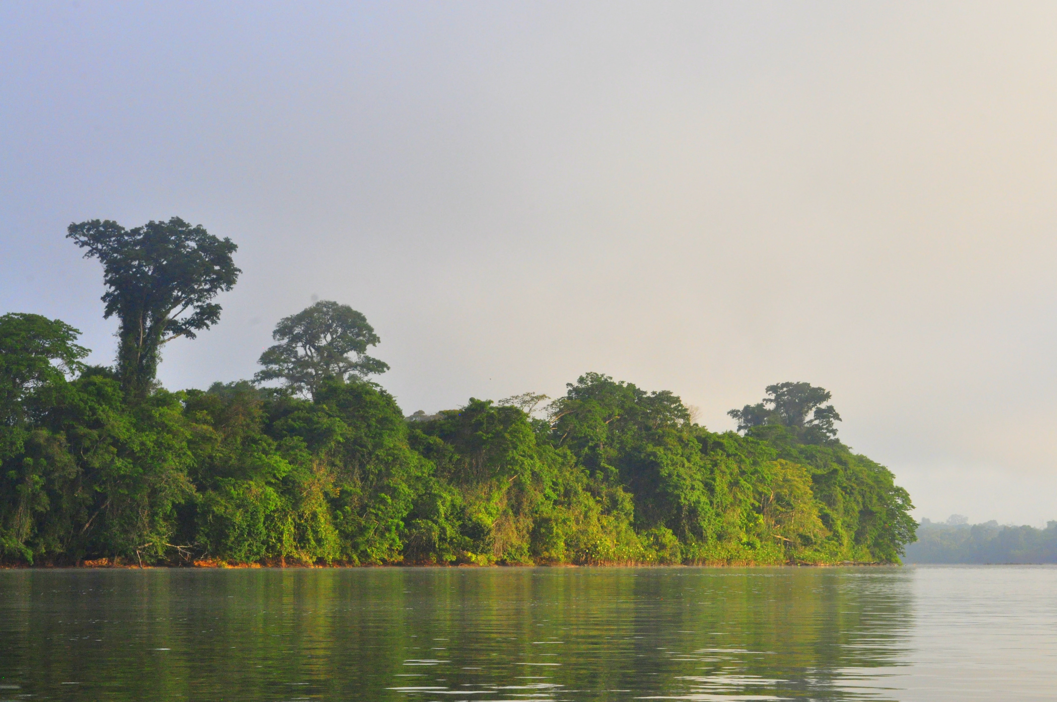 A calm river with dense green rainforest along the shoreline under a light sky