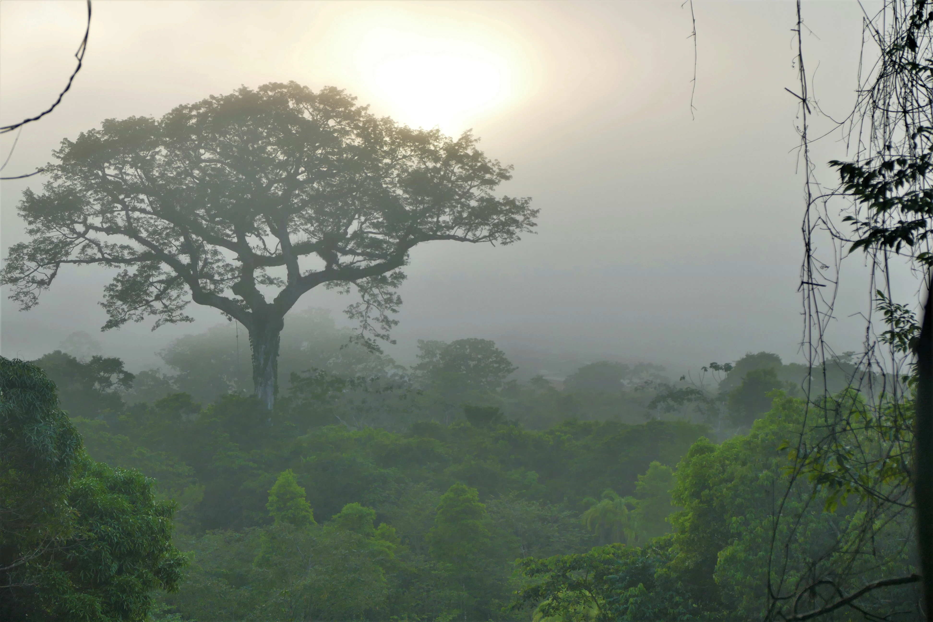 A large kapok tree stands in a misty rainforest landscape with early morning sunlight filtering through the fog.