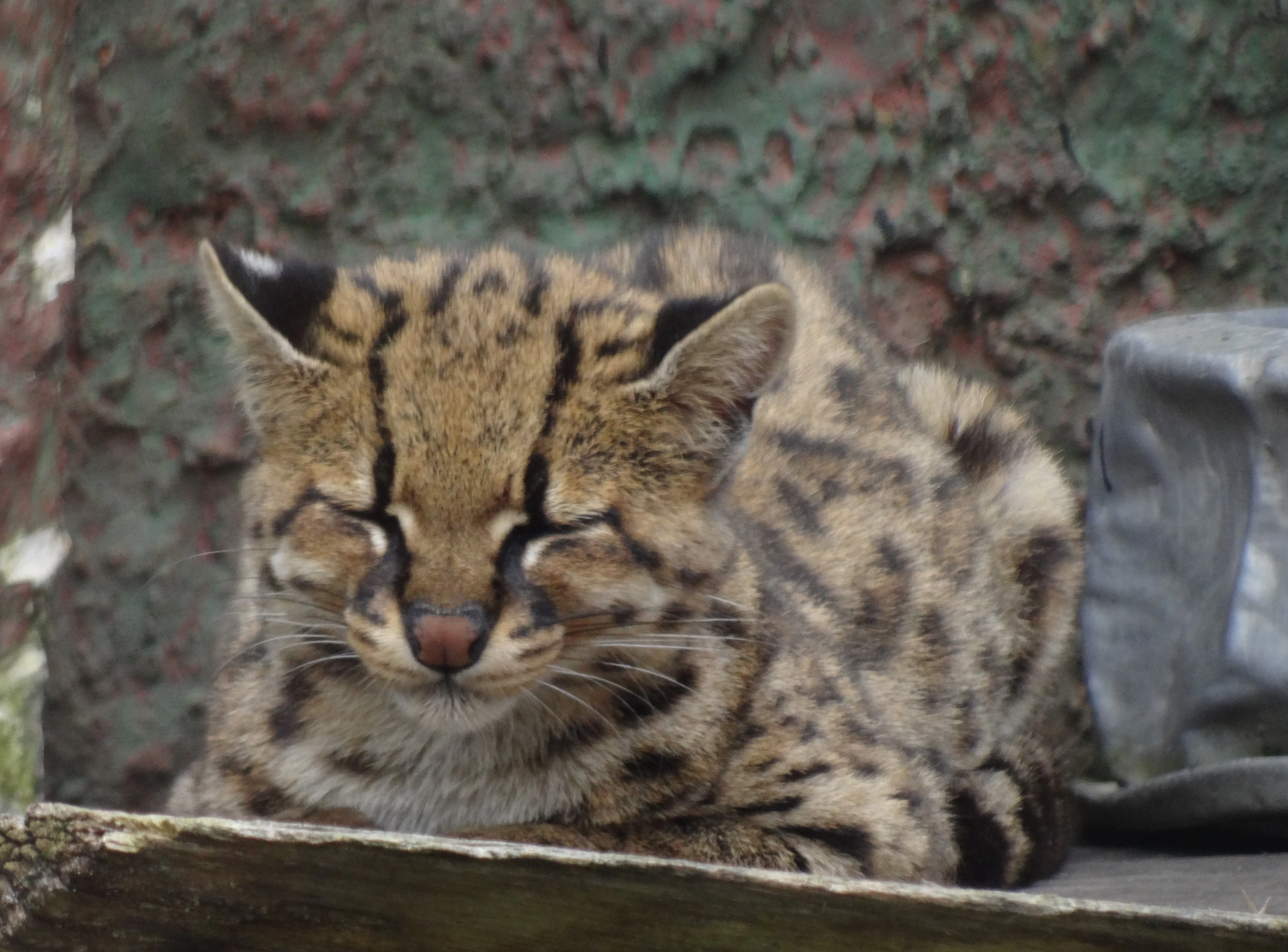 Margay cat with spotted fur sleeping on a wooden ledge