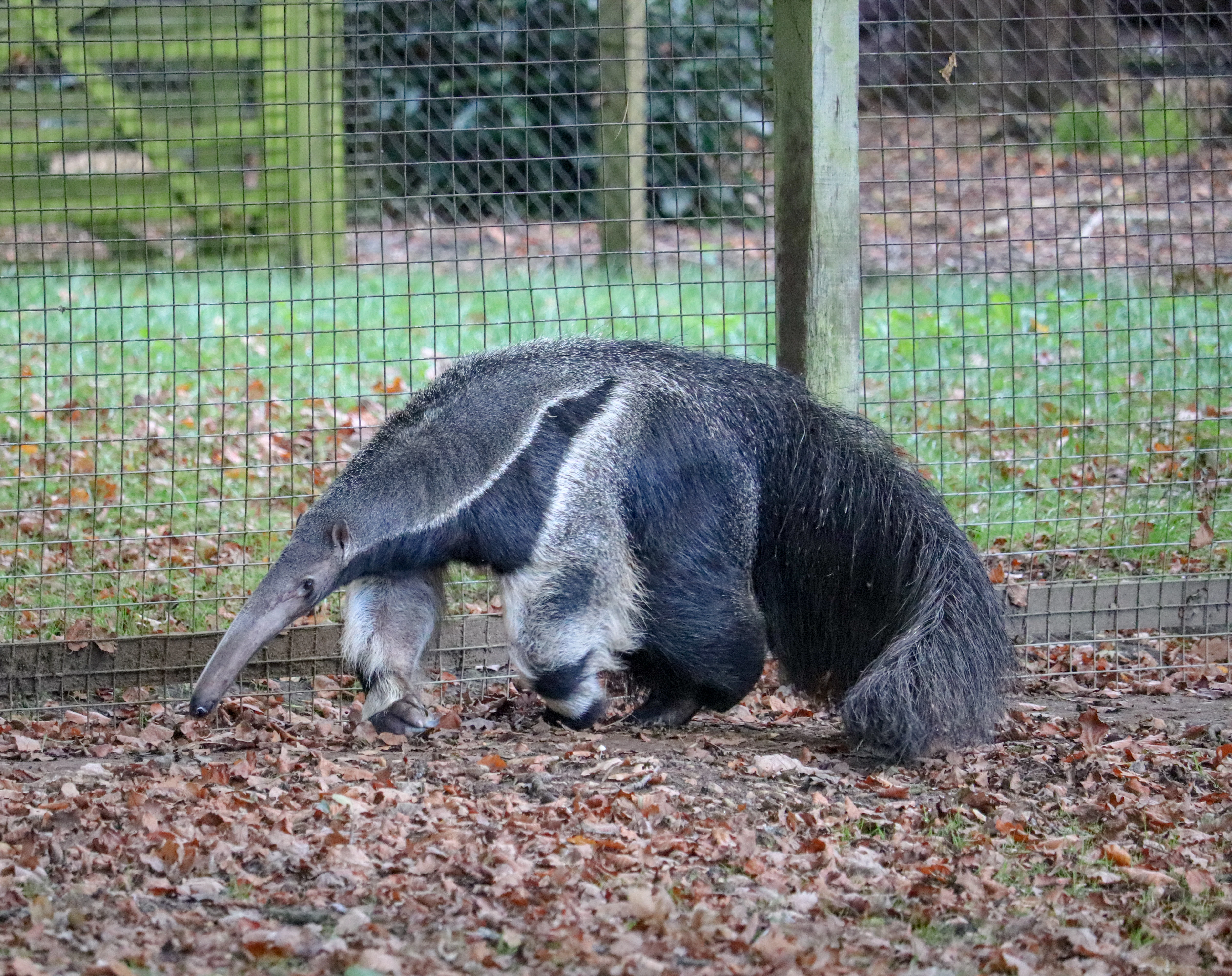 Giant Anteater with long snout and bushy tail standing on ground covered with brown leaves near a wire fence