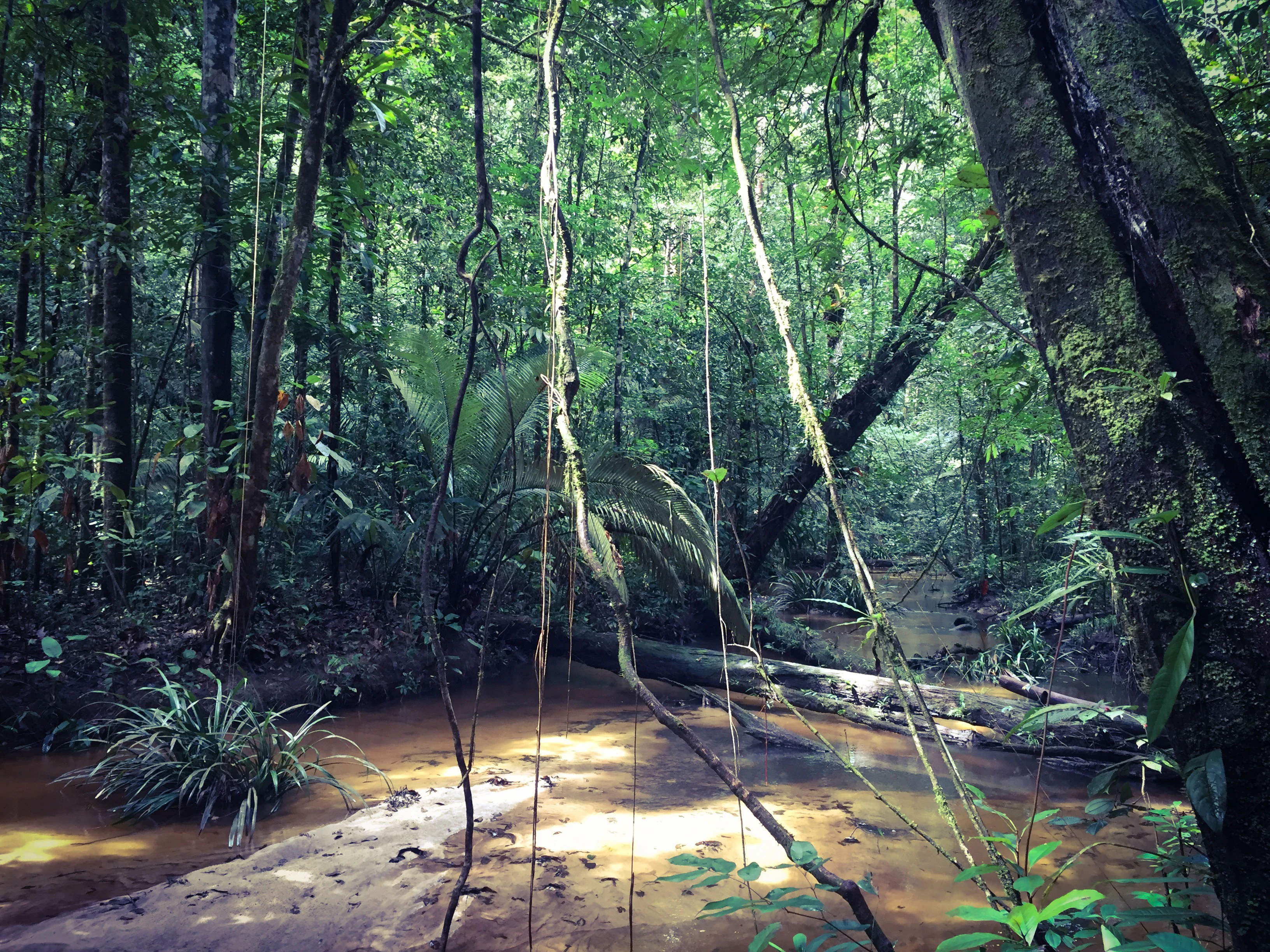 Tropical rainforest with dense green vegetation, muddy stream, and fallen tree trunk