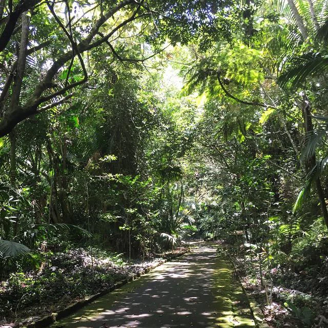 A narrow paved path leads through a dense, lush tropical forest with dappled sunlight and overhanging tree branches.