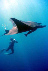 A scuba diver swimming in deep blue water next to a large manta ray, seen from below against the sunlit surface.