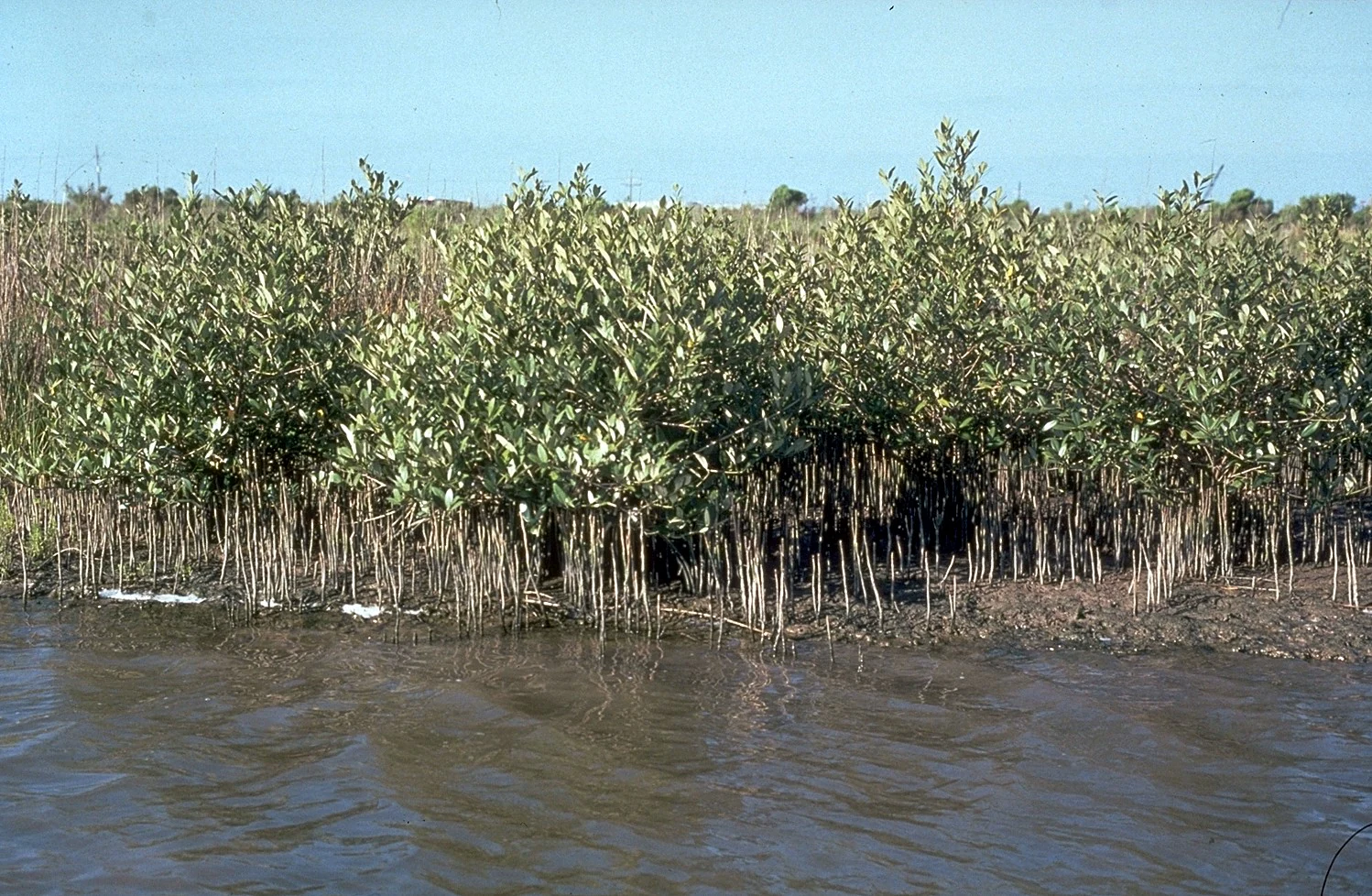 Árboles de mangle con raíces zanco creciendo en aguas costeras poco profundas