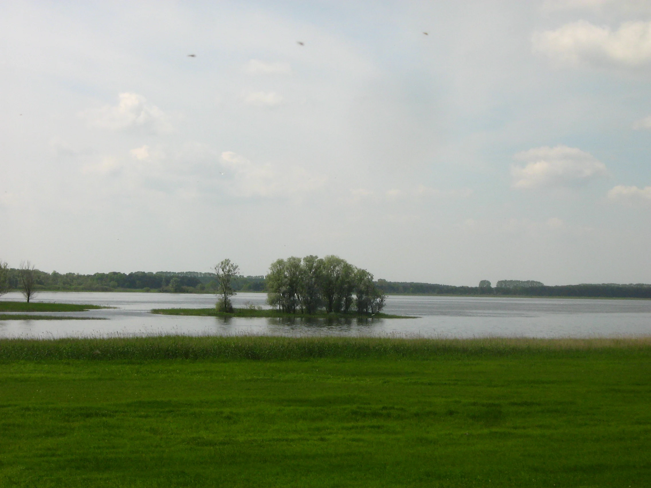 Una vista amplia de un lago tranquilo en Alemania con una pequeña isla cubierta de árboles en el centro, rodeada de praderas planas y herbosas bajo un cielo nublado.