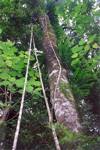 A low-angle view looking up a tall, thick tree trunk in a dense subtropical rainforest, with multiple long, thin vines trailing down the trunk and surrounding foliage including broad leaves and ferns.