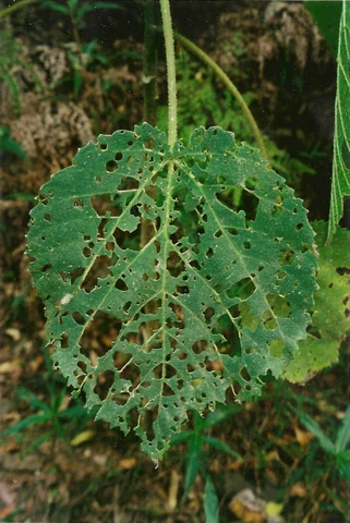 A close-up view of a large, deeply veined green leaf covered in numerous small holes caused by insect feeding.