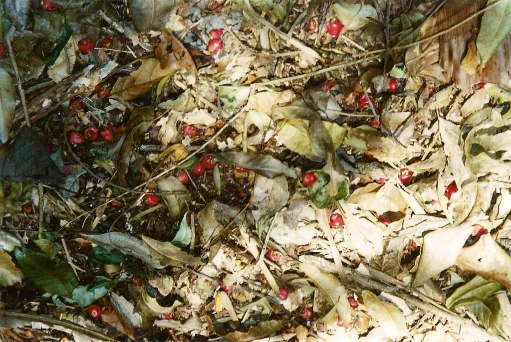 Top-down view of a forest floor covered in dried leaves, twigs, and small, spherical red fruits scattered throughout.