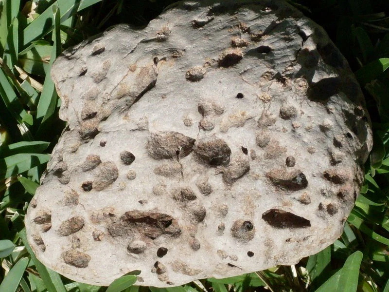 A close-up view of a porous, light-colored pumice stone sitting on green grass or forest floor vegetation.