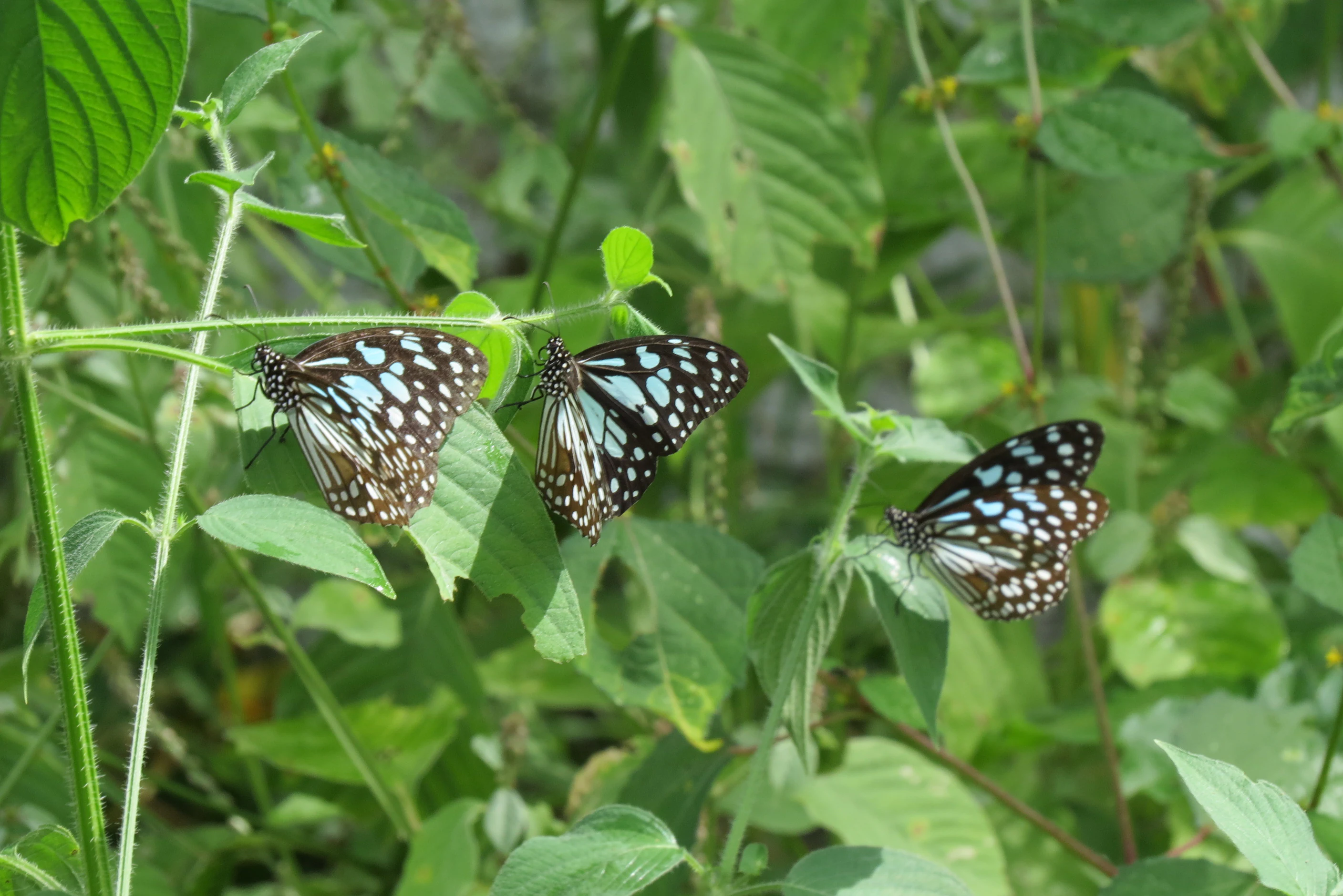 Three Blue Tiger butterflies with black and white-spotted wings resting on green leaves.