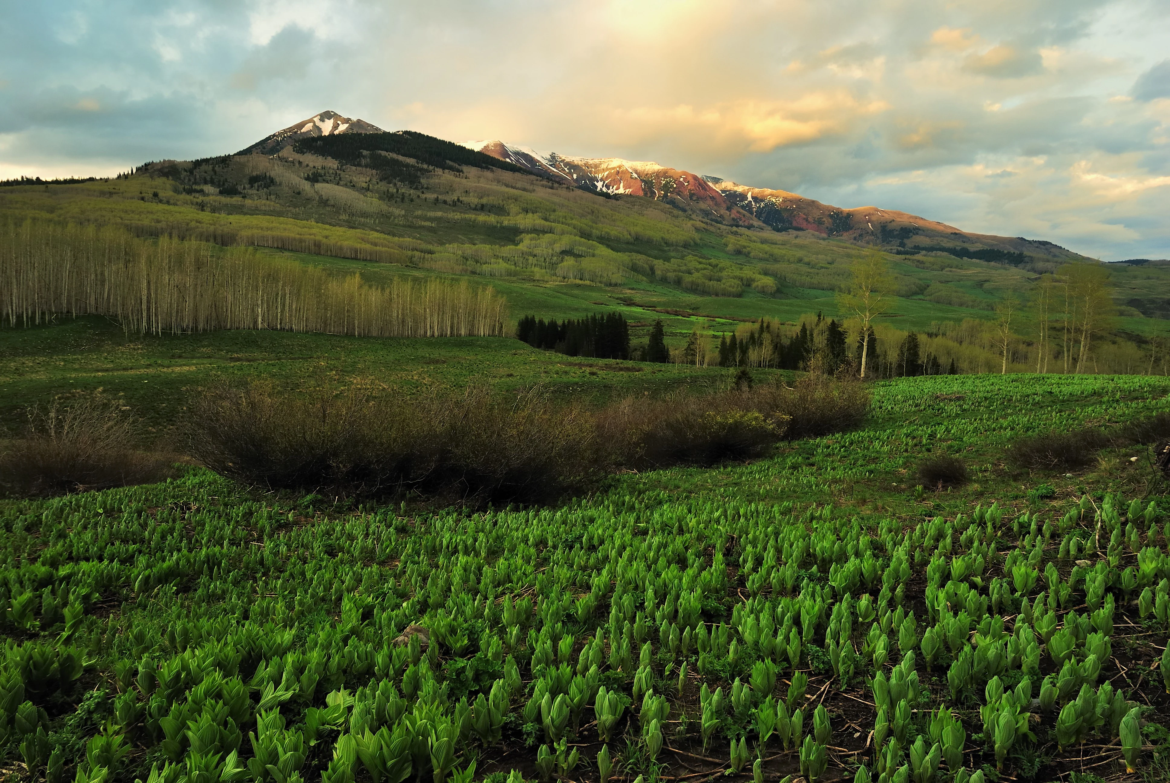 A landscape view of green meadows in the foreground leading to a slope of aspen trees and distant snow-dusted mountain peaks under a sunset sky.