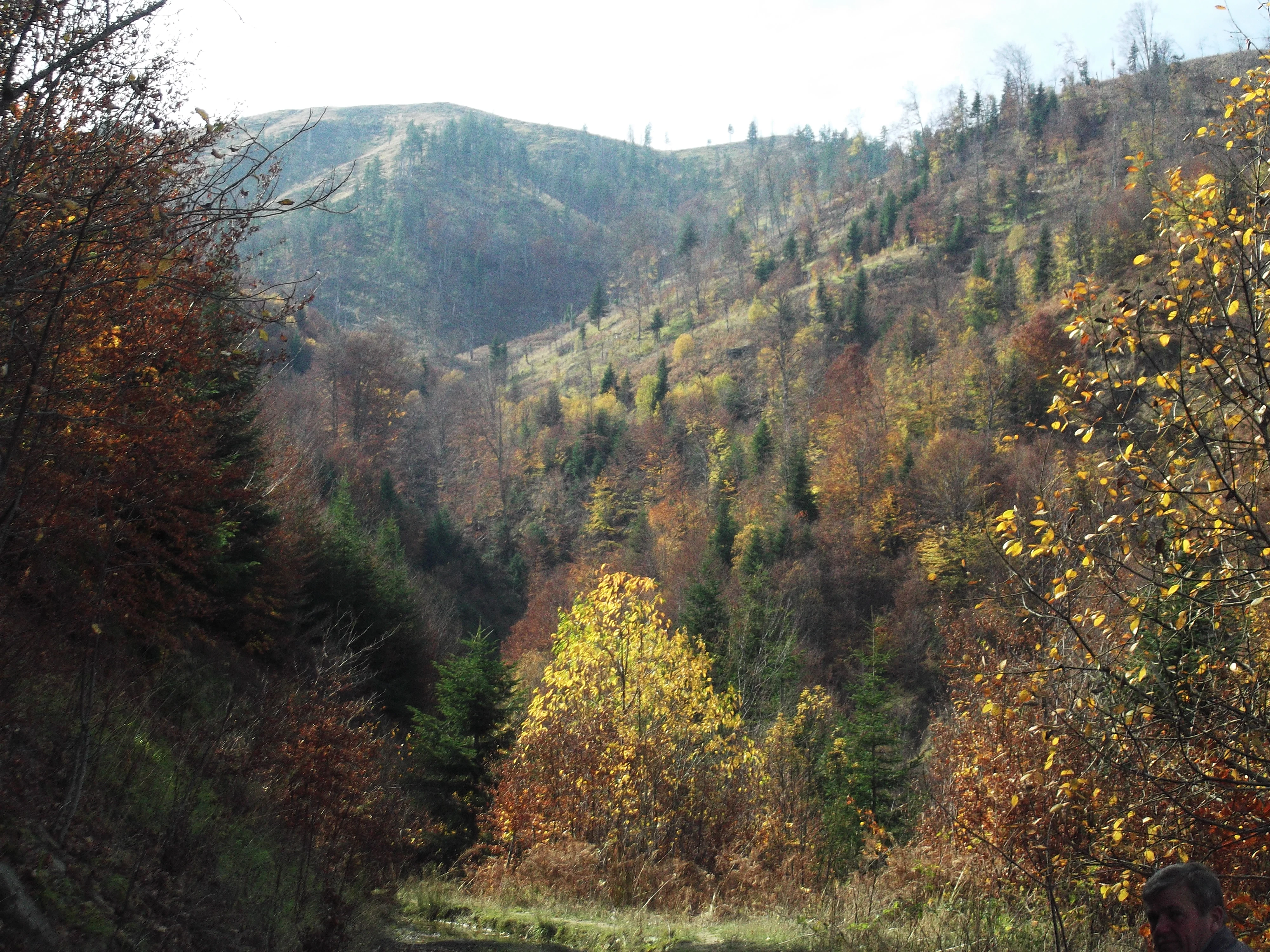 A wide outdoor shot of a forested hillside in autumn with a mix of deciduous and coniferous trees under a pale sky.