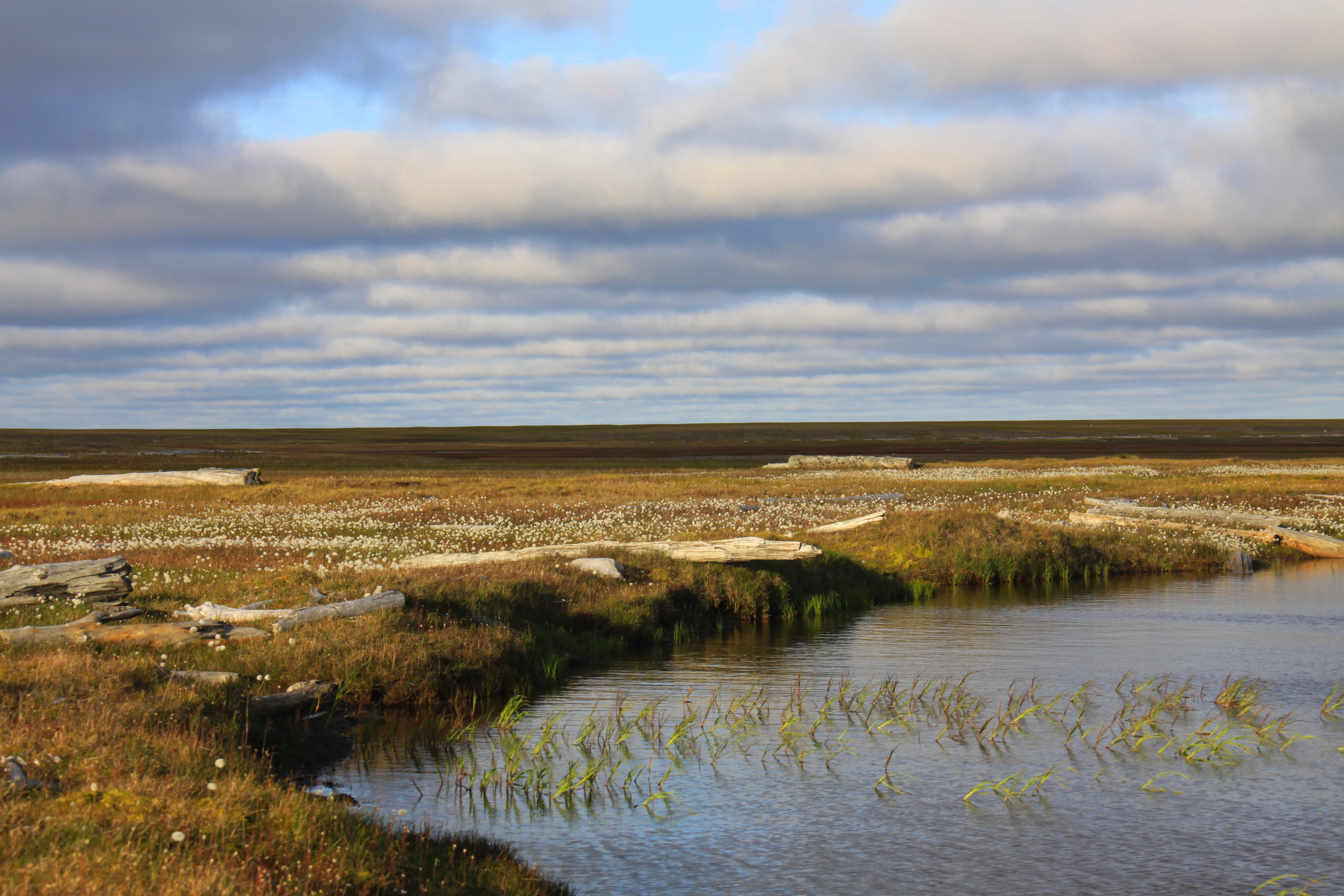Tundra, Shokalsky Island