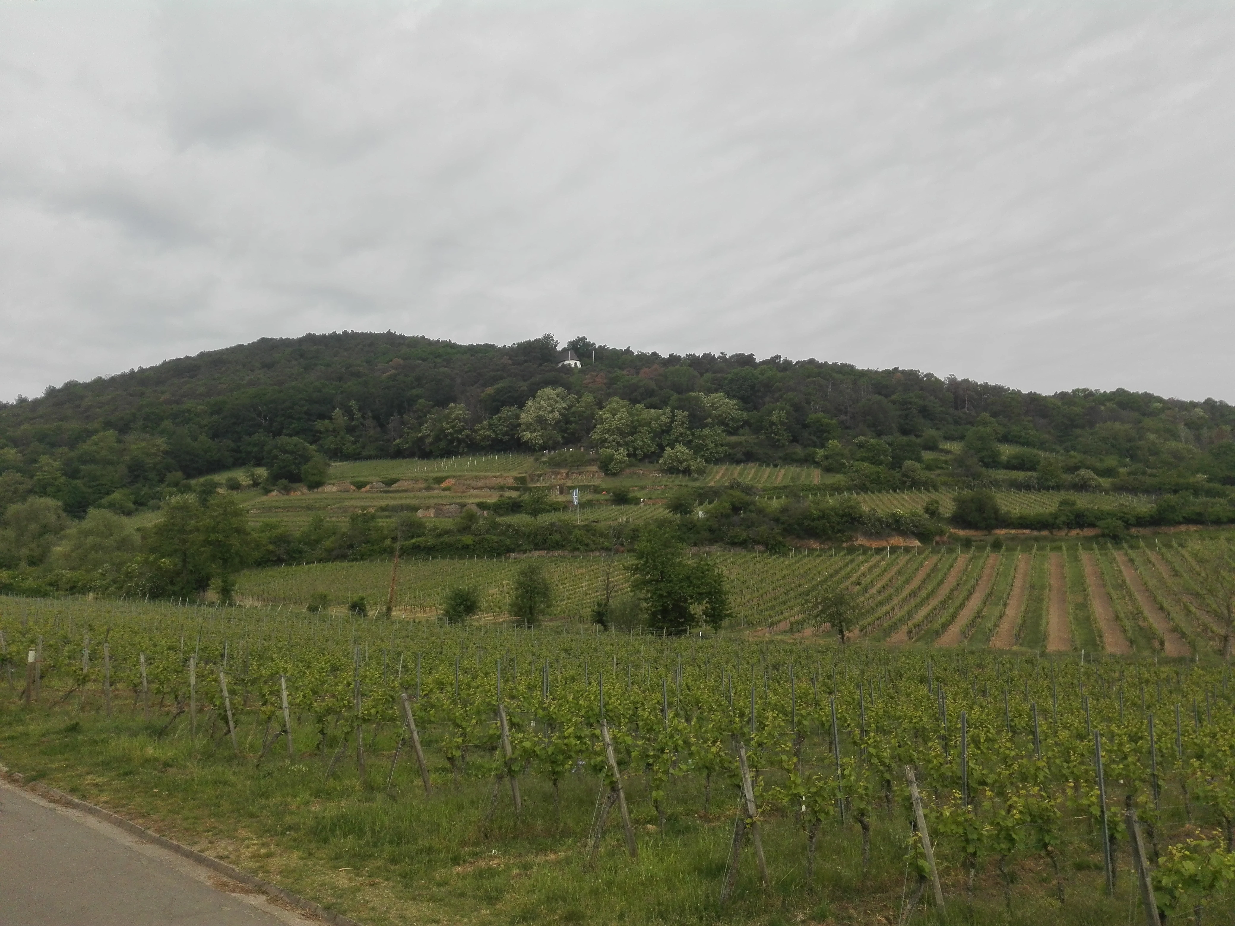 A wide view of a sloping vineyard leading up to a forested hill under a cloudy sky in Germany.