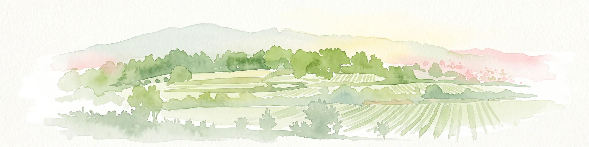 A soft, light watercolor painting of a rolling rural landscape featuring rows of vineyards in the foreground and tree-covered hills in the distance.