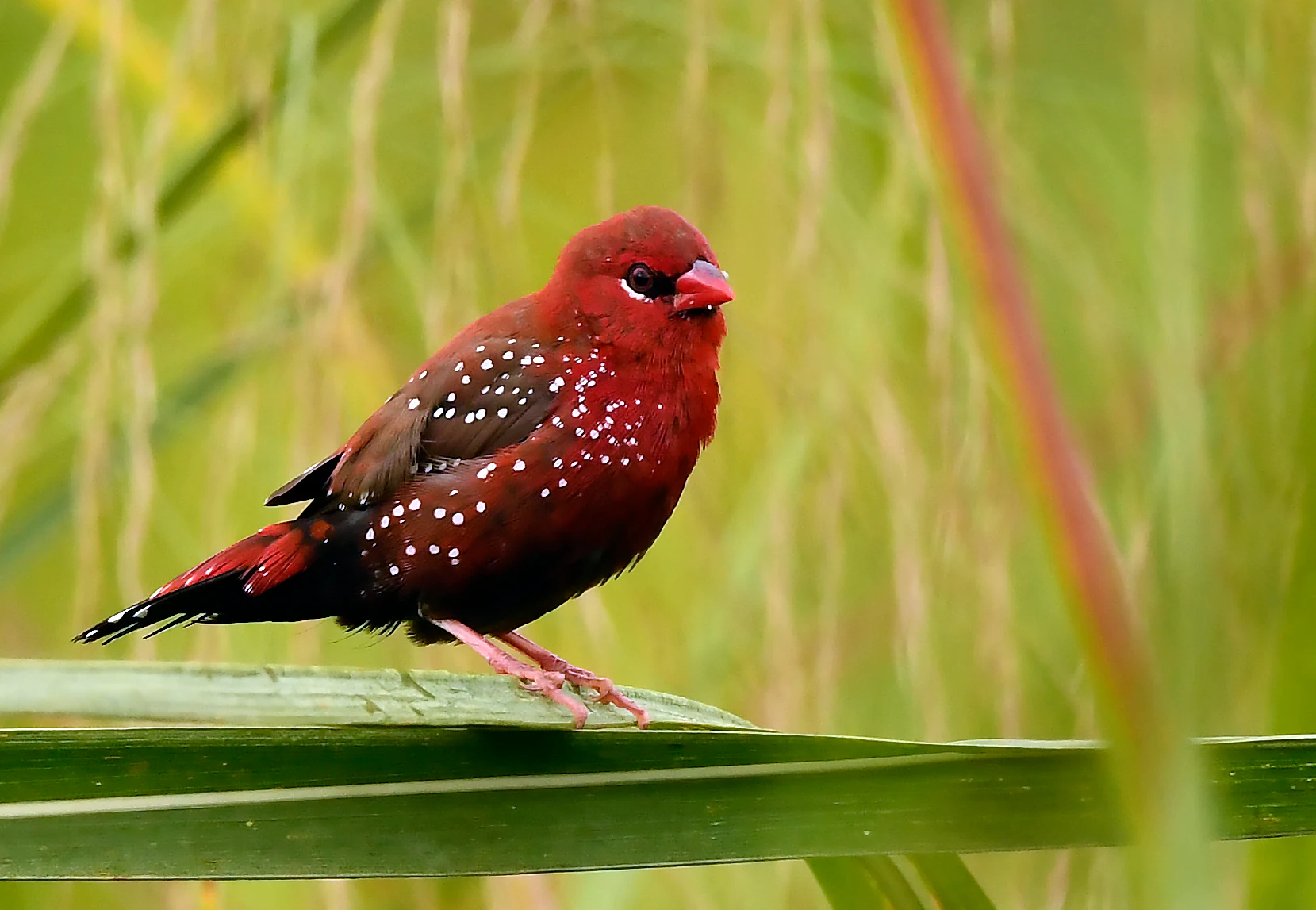 A small bird with dark red feathers and white spots perched on a green reed in a wetland environment.
