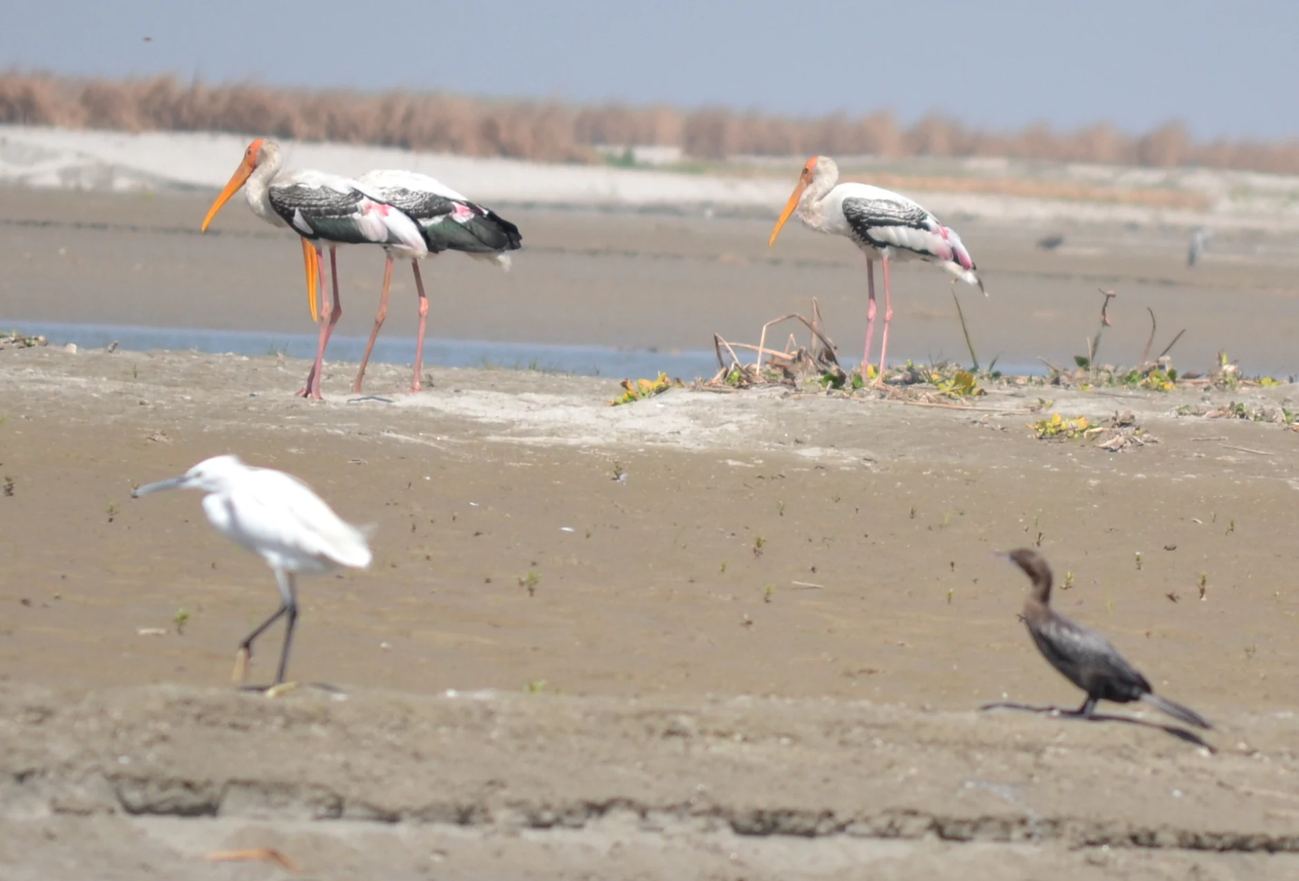 A group of Painted Storks, a white egret, and a dark-colored cormorant standing on the muddy banks of a shallow wetland.