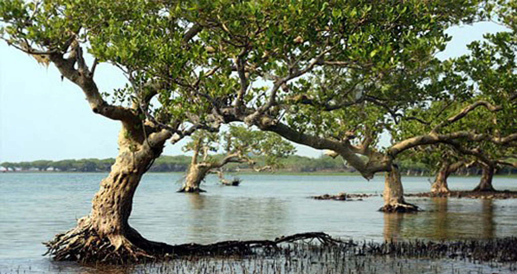 A group of mature mangrove trees with visible gnarled trunks and roots growing directly out of shallow water in a coastal wetland.