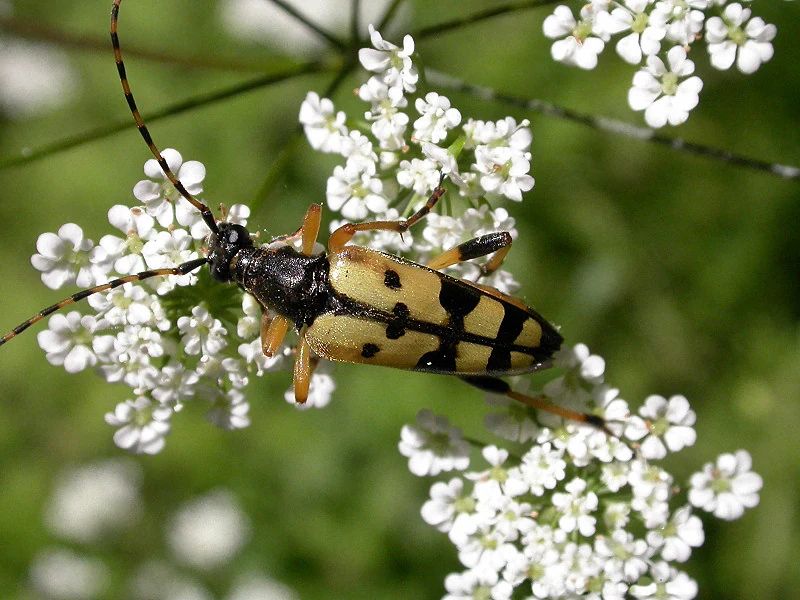 A close-up of a beetle with black and yellow stripes on white flowers