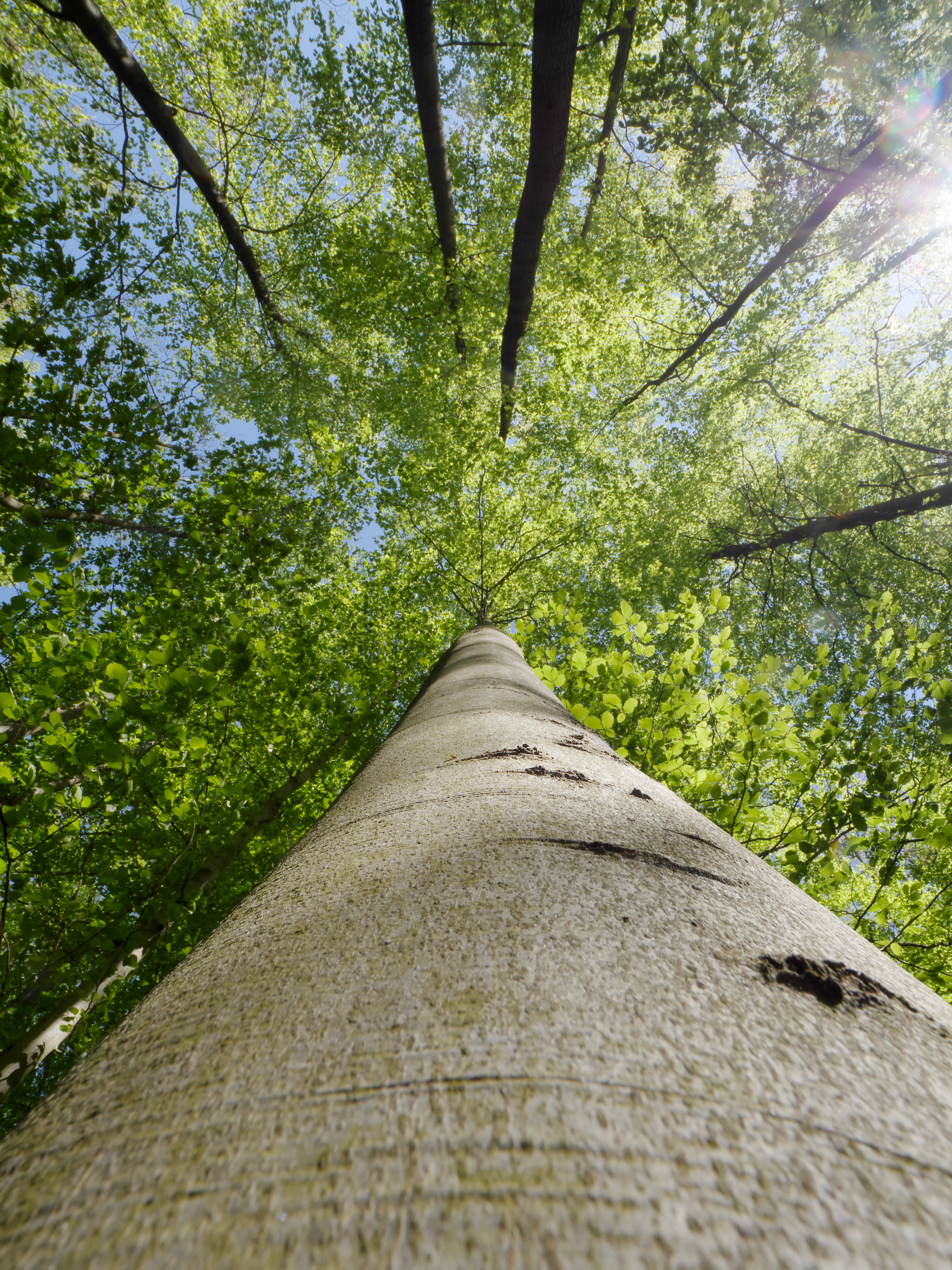 Low-angle view of a tall beech tree trunk with green foliage and sunlight filtering through the canopy