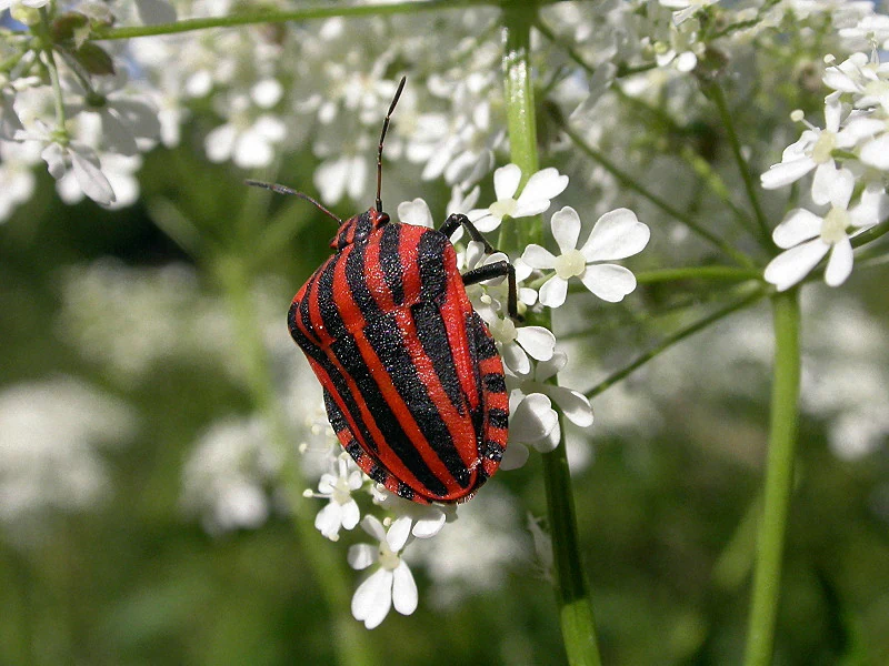 Red and black striped insect on white wildflowers with green foliage background