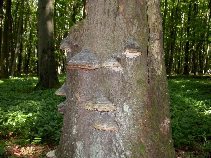 Tree trunk with multiple bracket fungi attached to bark, surrounded by forest vegetation.
