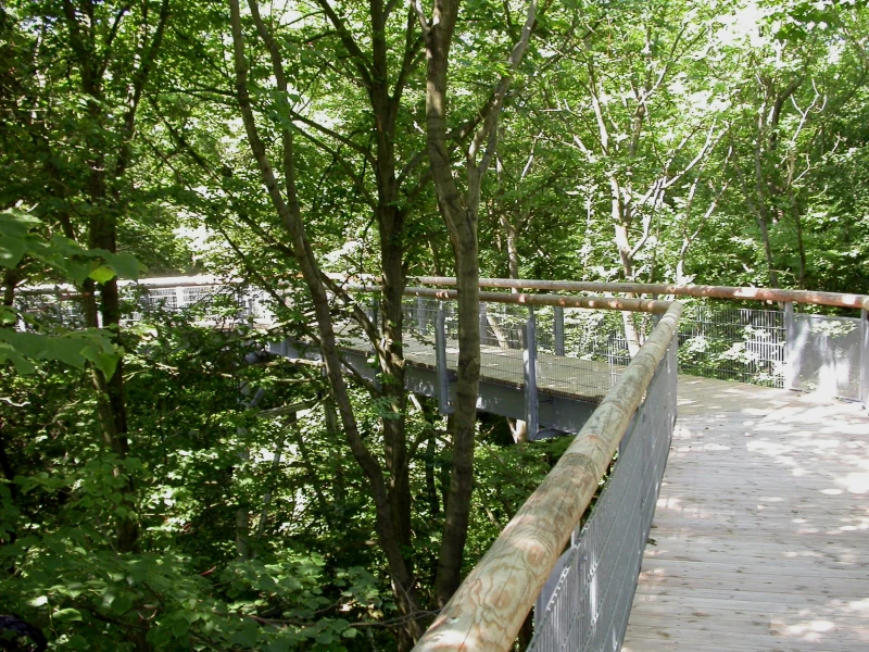 Elevated wooden walkway with metal railings surrounded by dense green forest canopy