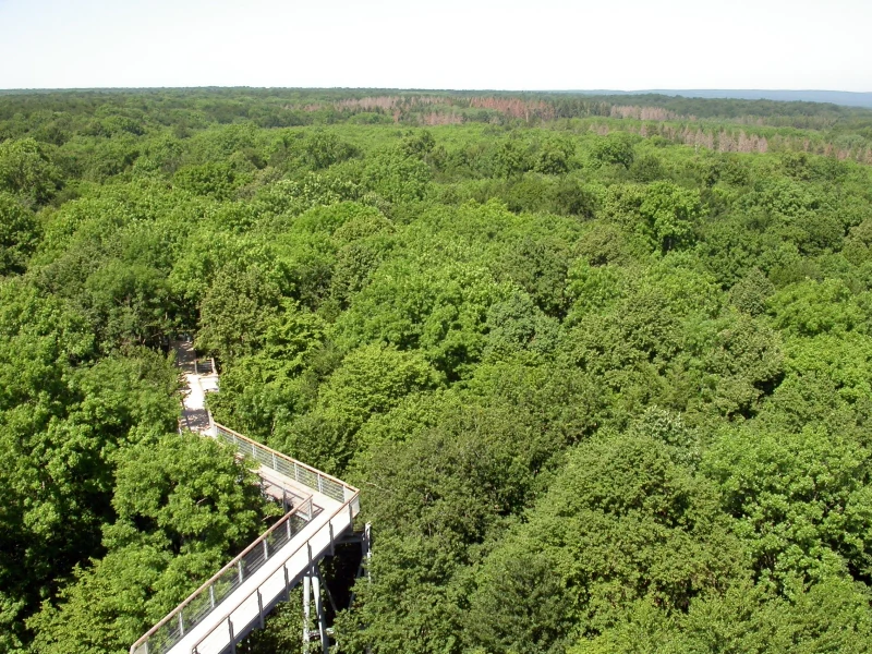 Aerial view of a metal treetop walkway extending through a dense green forest