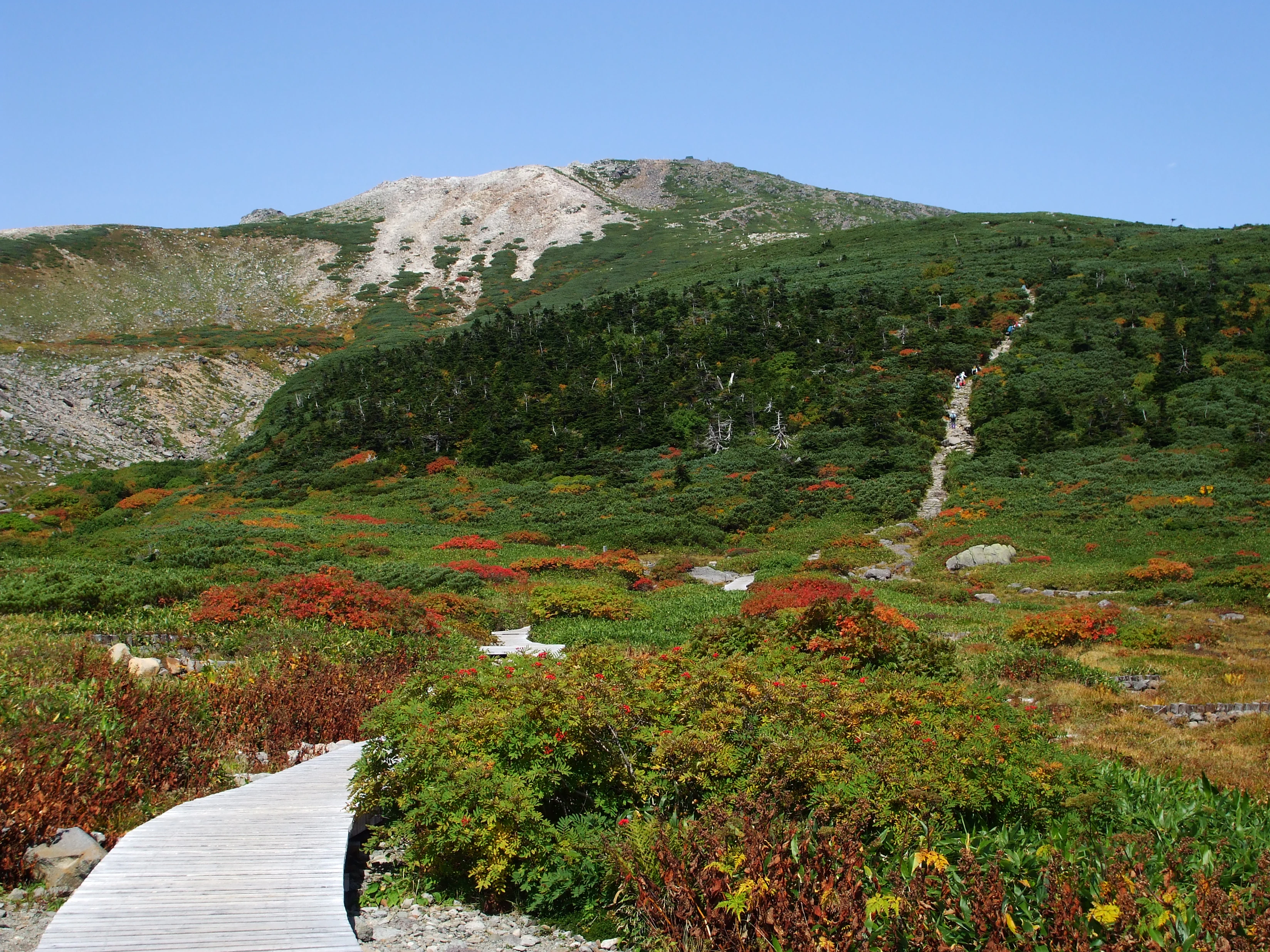 Pasarela de madera que atraviesa vegetación alpina colorida hacia una montaña bajo un cielo azul despejado.
