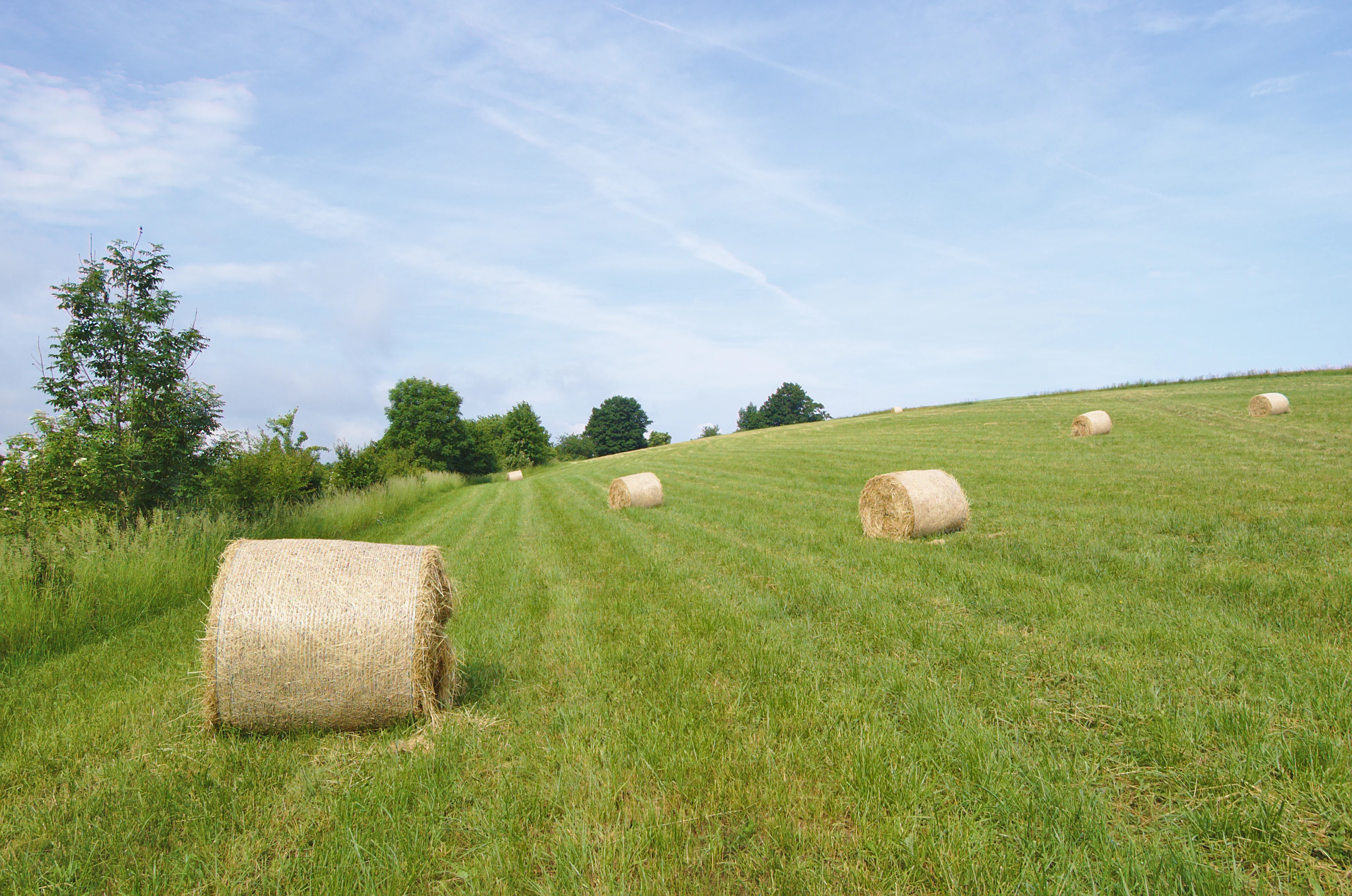 Several large cylindrical hay bales sitting in a green, sloping grass field under a partly cloudy blue sky, with a few trees along the left edge.