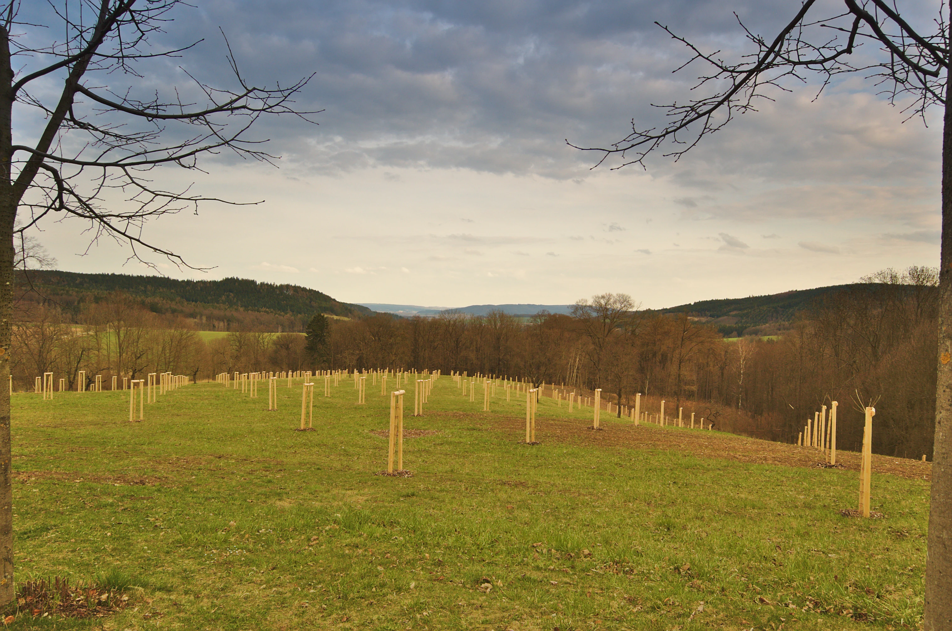 A wide, eye-level shot of a grassy meadow with rows of young trees encased in wooden stakes and mesh guards, set against a background of rolling hills and a cloudy sky.